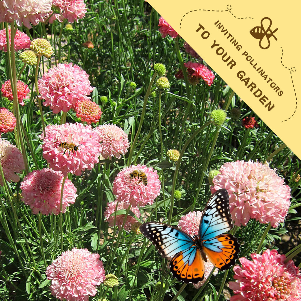 Pincushion Flower Scabiosa Seeds Pink flowers with a butterfly and bee, and a yellow banner inviting pollinators to the garden.