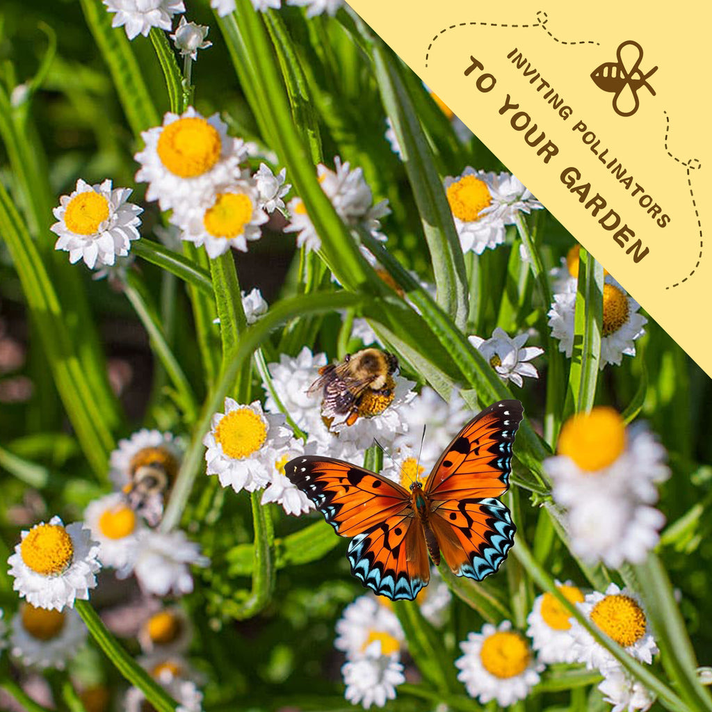 Butterfly and bees on Winged Everlasting Dried Flower Ammobium Seedswhite flowers with a yellow banner inviting pollinators to your garden.