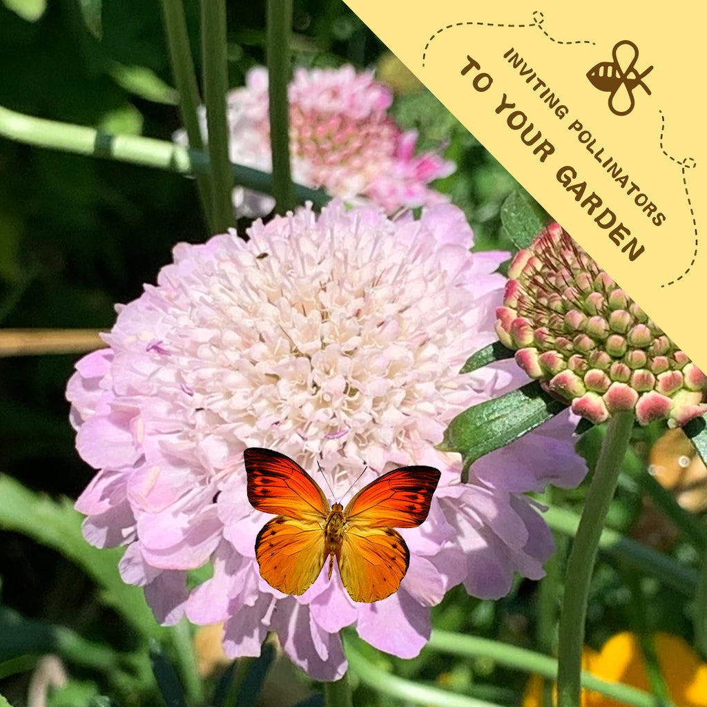 Pincushion Flower Scabiosa Seeds Butterfly on a pink flower with a yellow banner inviting pollinators to the garden.