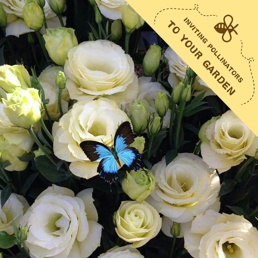 Bouquet of white and yellow flowers with a blue butterfly, featuring text 'Inviting Pollinators to Your Garden'.Double Rose Varieties Lisianthus Seeds