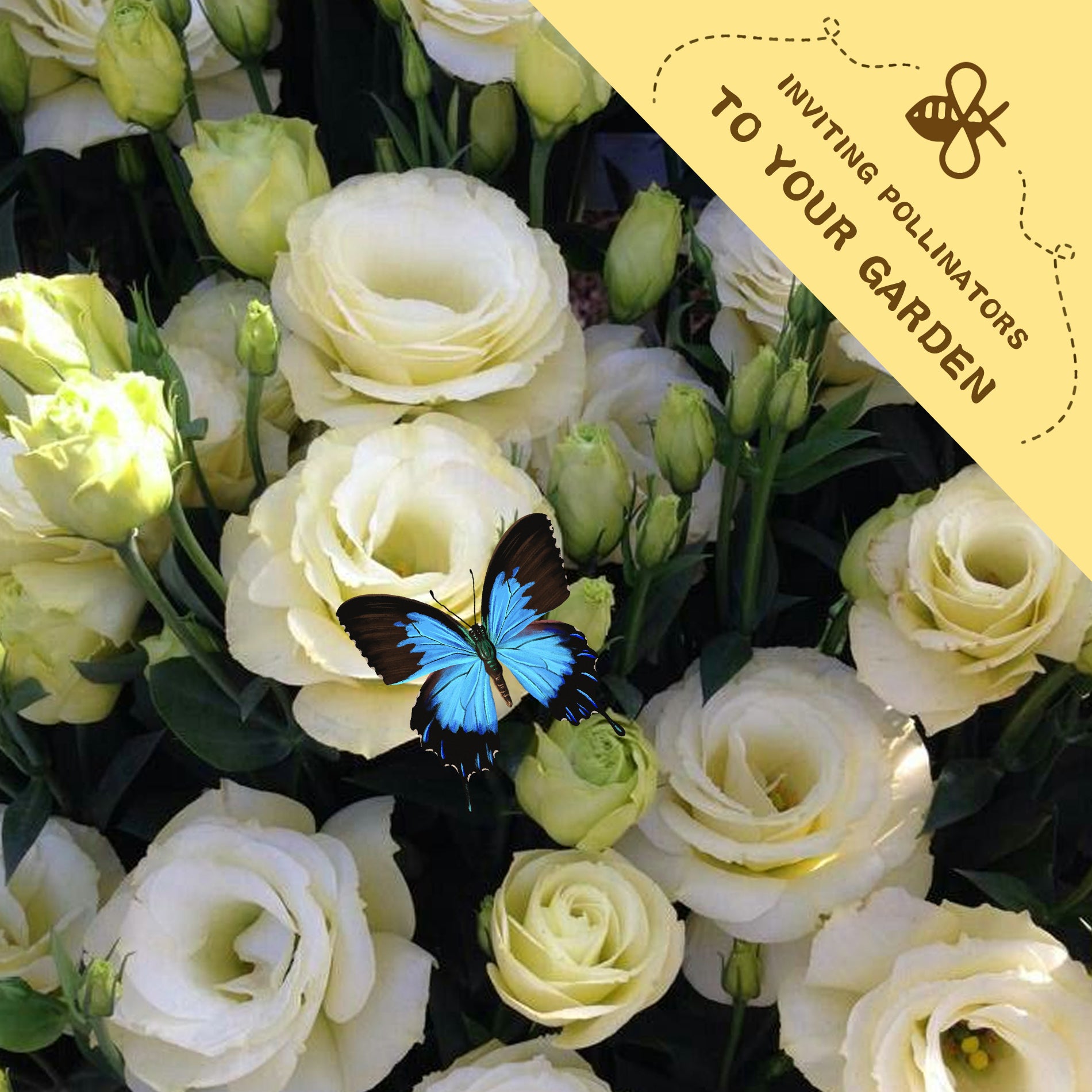 Bouquet of white and yellow flowers with a blue butterfly, featuring text 'Inviting Pollinators to Your Garden'.Double Rose Varieties Lisianthus Seeds