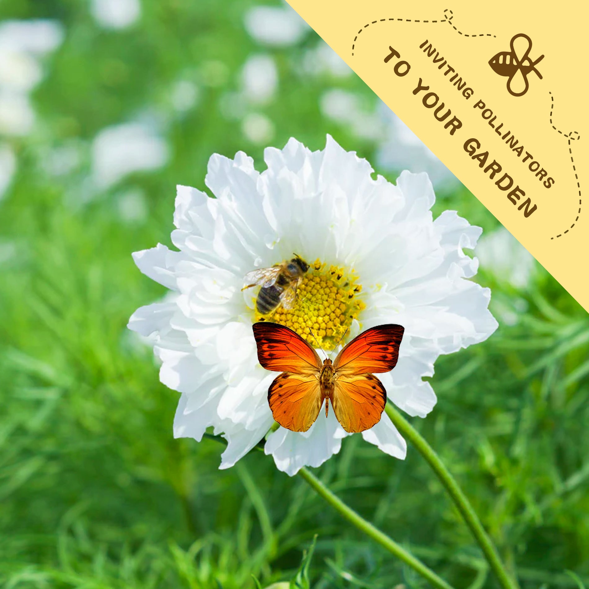 Mexican Aster Cosmos Seeds.White flower with a butterfly and bee on a green background, featuring text inviting pollinators to your garden.