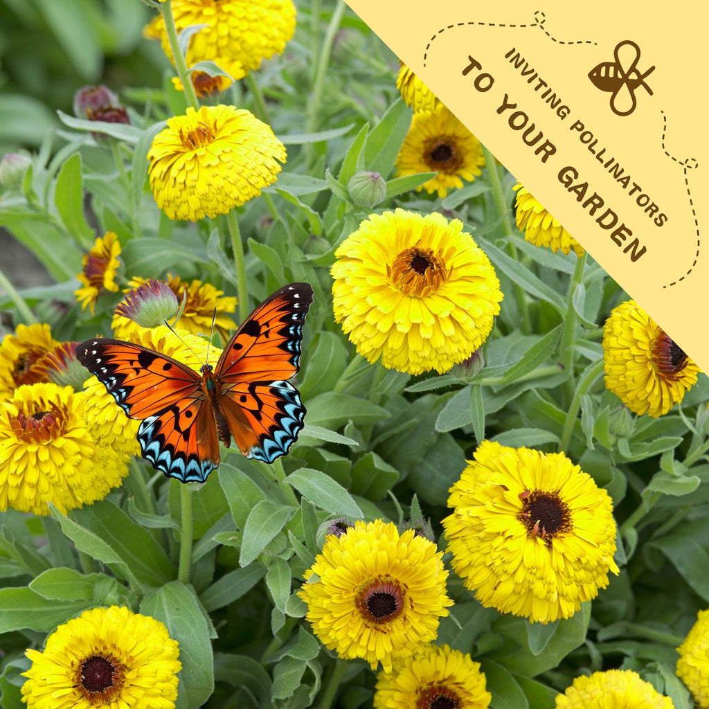English Marigold Scotch Marigold Calendula Seeds Yellow flowers with a butterfly on green leaves, accompanied by text inviting pollinators to the garden.