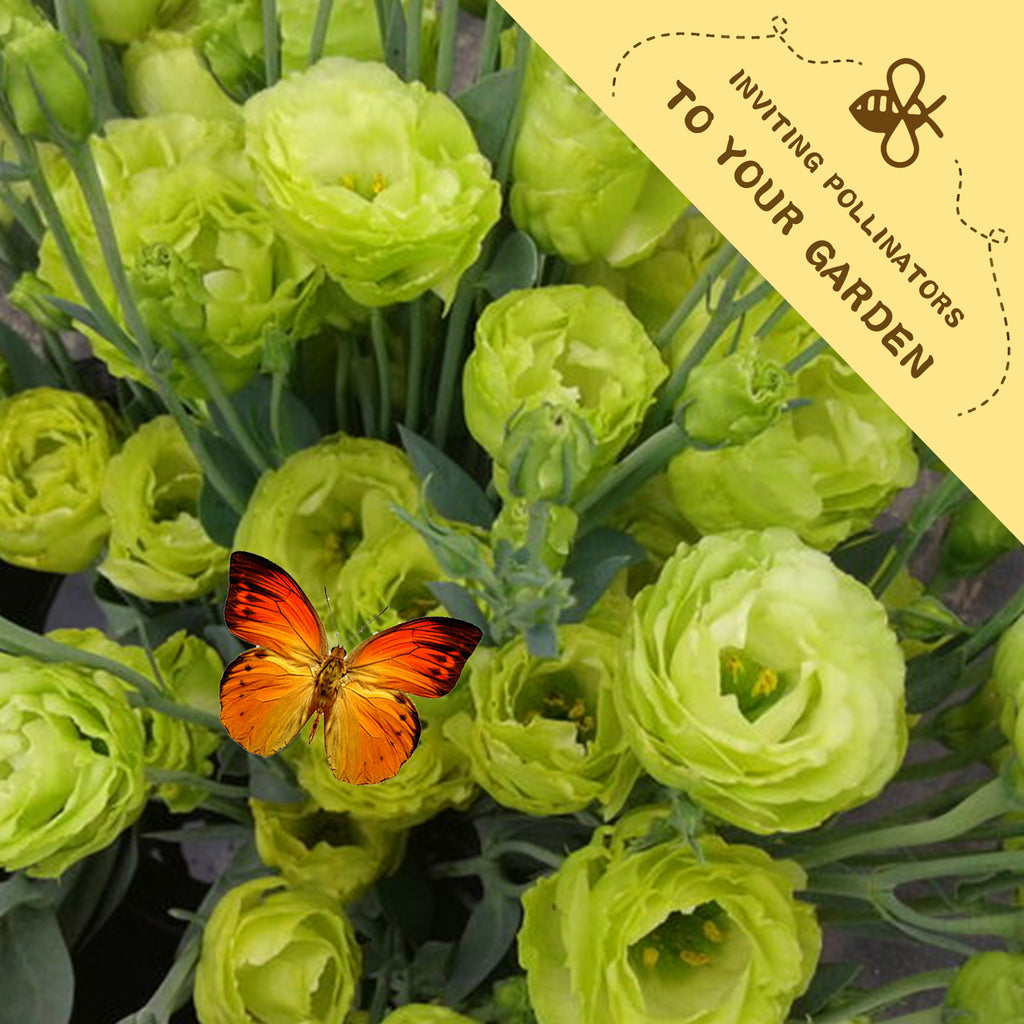 Bouquet of green flowers with an orange butterfly on a yellow label inviting pollinators to the garden.Double Rose Varieties Lisianthus Seeds