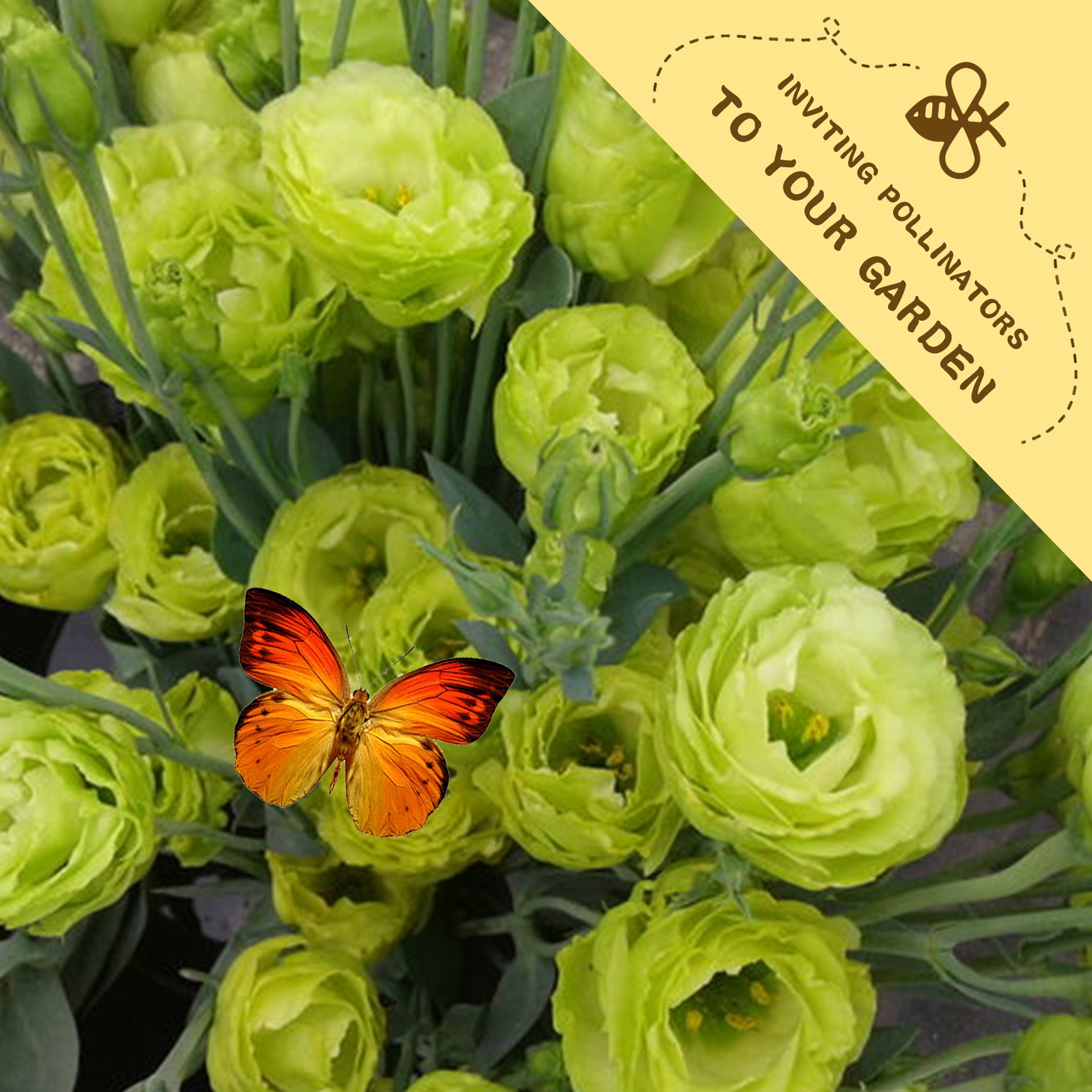Bouquet of green flowers with an orange butterfly on a yellow label inviting pollinators to the garden.Double Rose Varieties Lisianthus Seeds