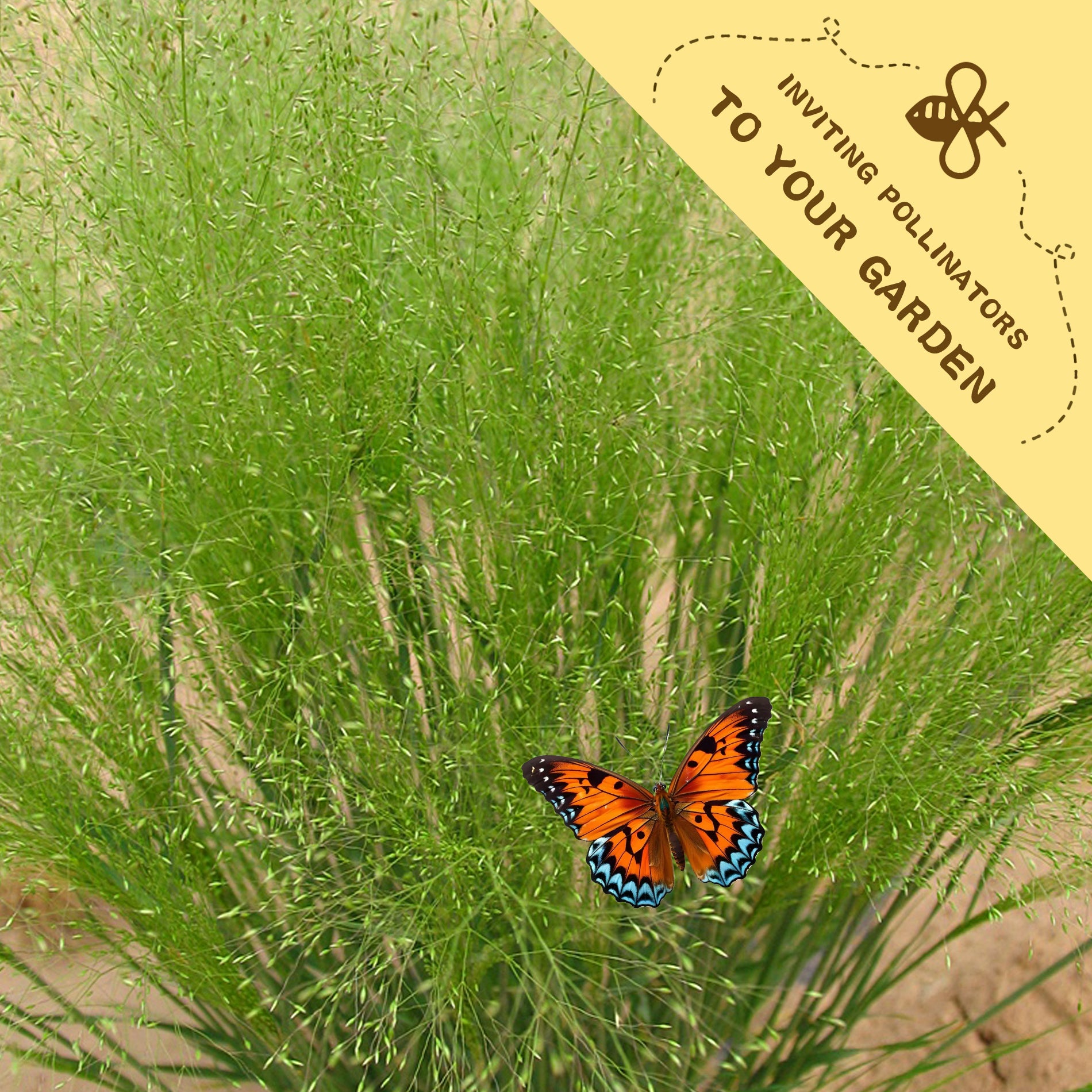 Butterfly on green grass with a label inviting pollinators to your garden.Frosted Explosion Ornamental Grass Seeds