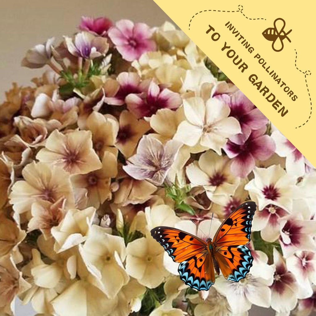 Butterfly on Annual Drummondii Phlox Seeds flowers with a label inviting pollinators to your garden