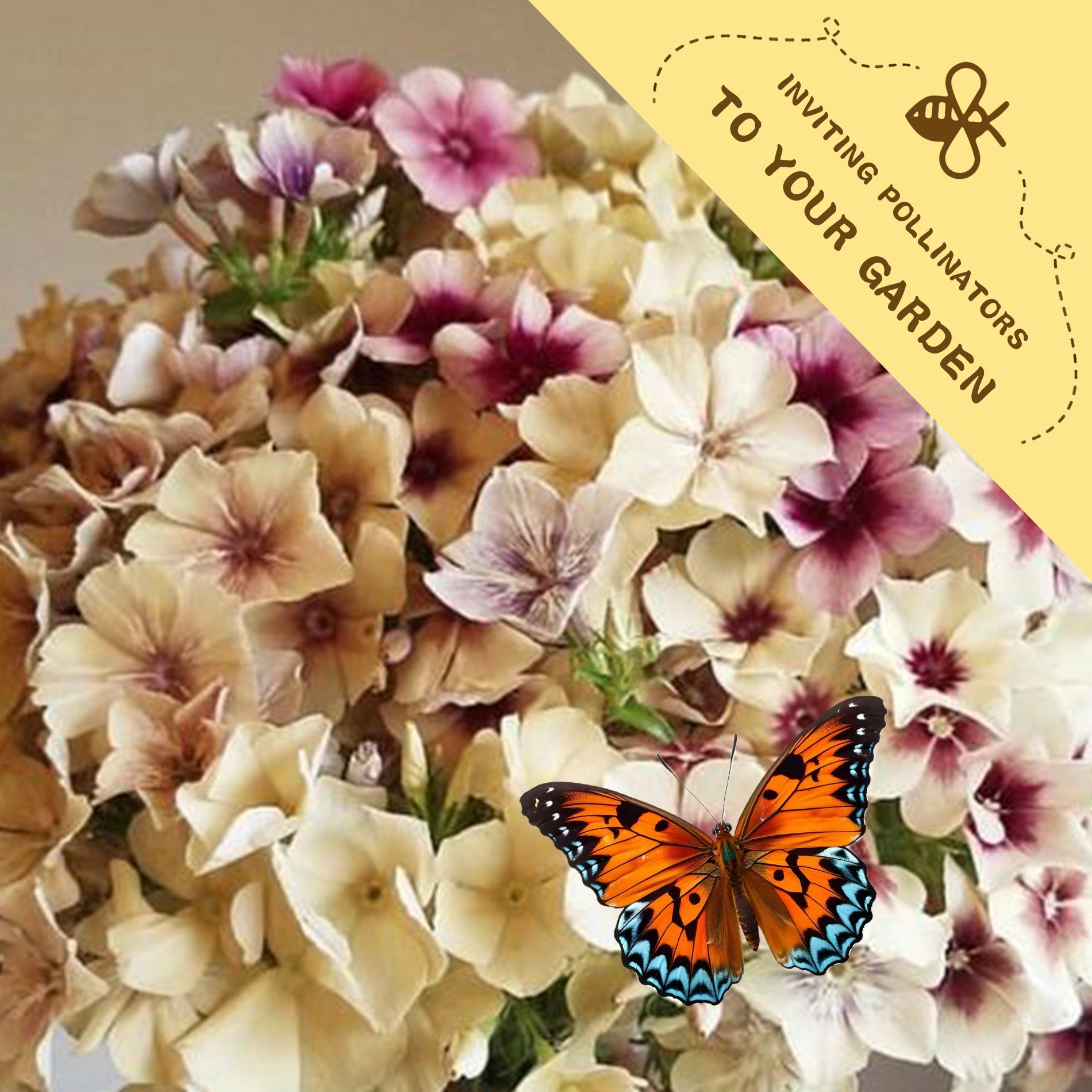 Butterfly on Annual Drummondii Phlox Seeds flowers with a label inviting pollinators to your garden