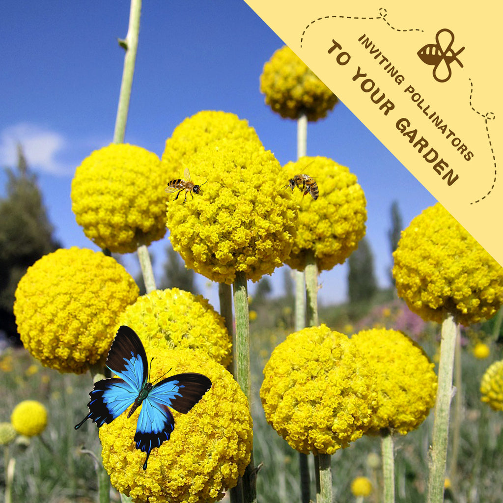 Yellow flowers with a blue butterfly and bees on a sunny day, featuring text inviting pollinators to the garden.Billy Buttons Drumstick Craspedia Seeds