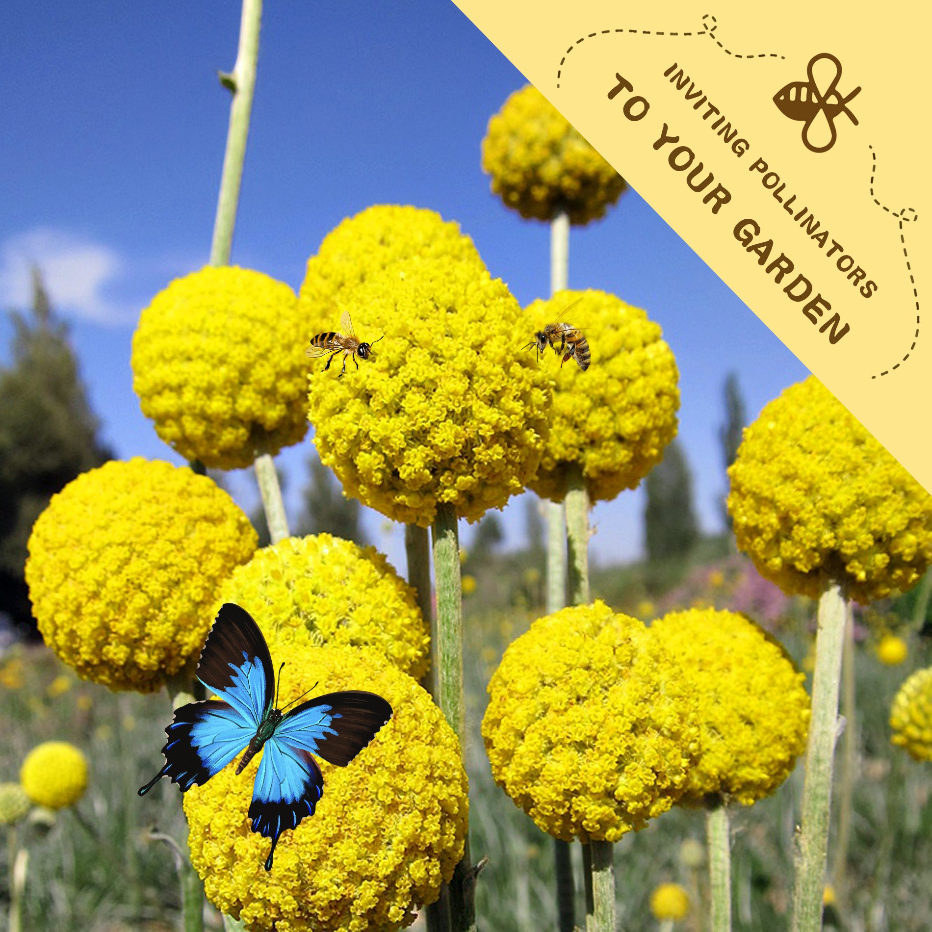 Yellow flowers with a blue butterfly and bees on a sunny day, featuring text inviting pollinators to the garden.Billy Buttons Drumstick Craspedia Seeds