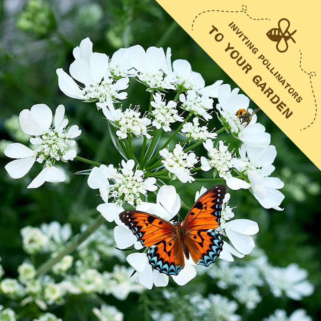 White Lace Flower Minoan Orlaya Seeds White flowers with an orange butterfly and a bee, set against a green background.