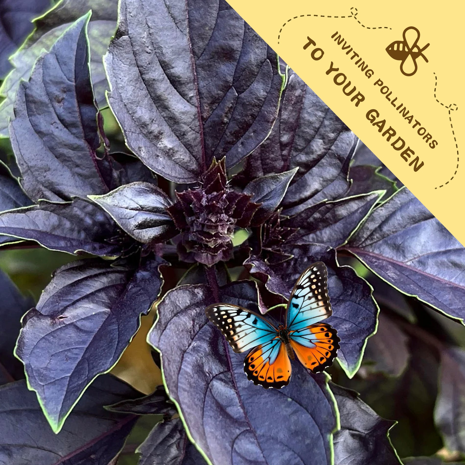 Butterfly on a purple leafy plant with a yellow banner inviting pollinators to the garden.Ornamental Basil Seeds