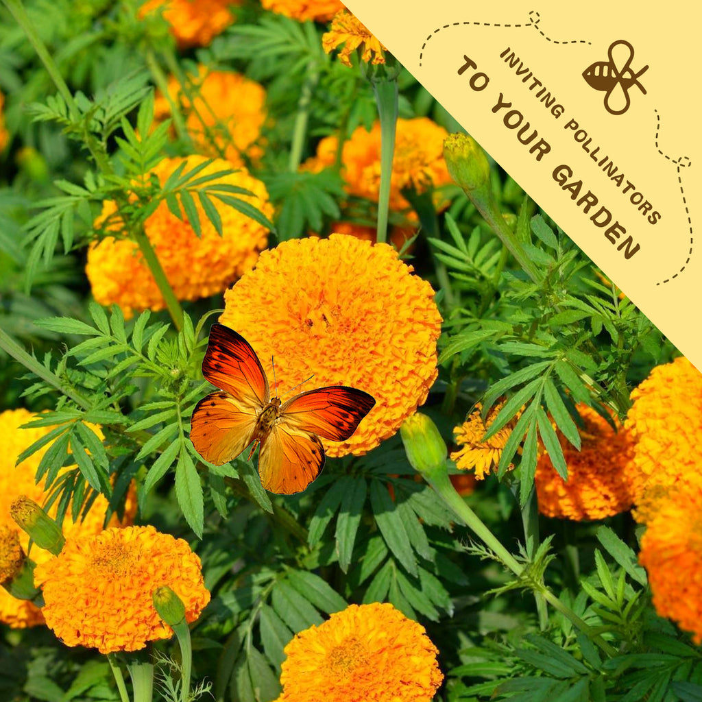 African Marigold Giant Marigold Seeds Orange marigold flowers with a butterfly on one of them, set against a green background.