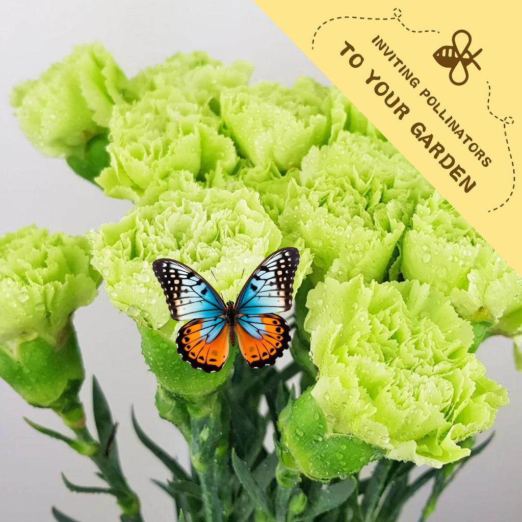 Sweet William Dianthus Seeds Green carnations with a butterfly on a white background, featuring text inviting pollinators to the garden.
