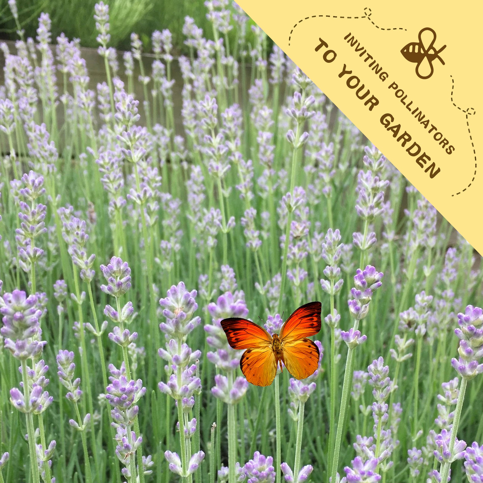Butterfly on lavender flowers with a yellow banner inviting pollinators to the garden.Fragrant English Lavender Seeds Mix Colors