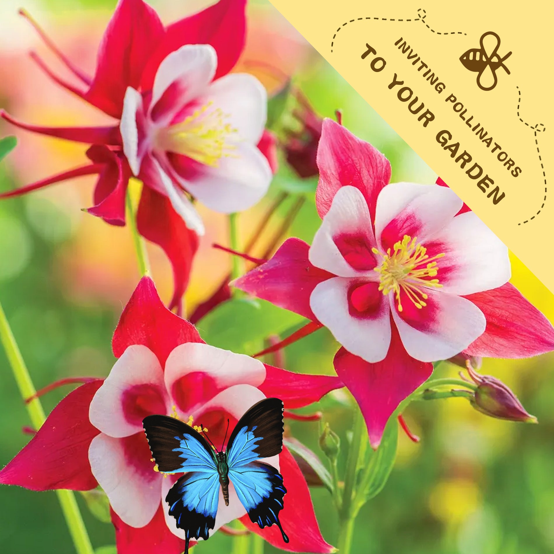 Pink and white flowers with a blue butterfly on a green background, featuring text inviting pollinators to a garden.Granny’s Bonnet Columbine Seeds