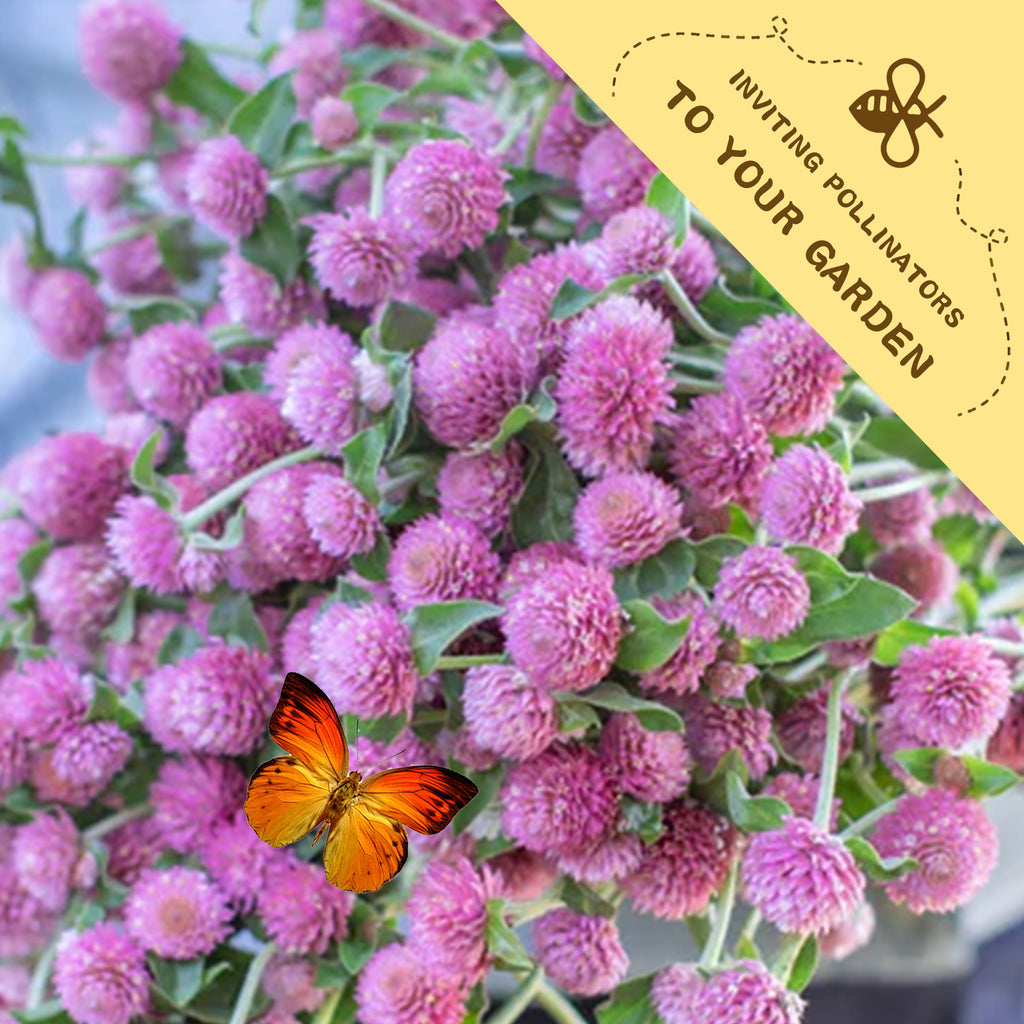 Pink flowers with a butterfly and a yellow banner inviting pollinators to the garden.Globe Amaranth Gomphrena Seeds