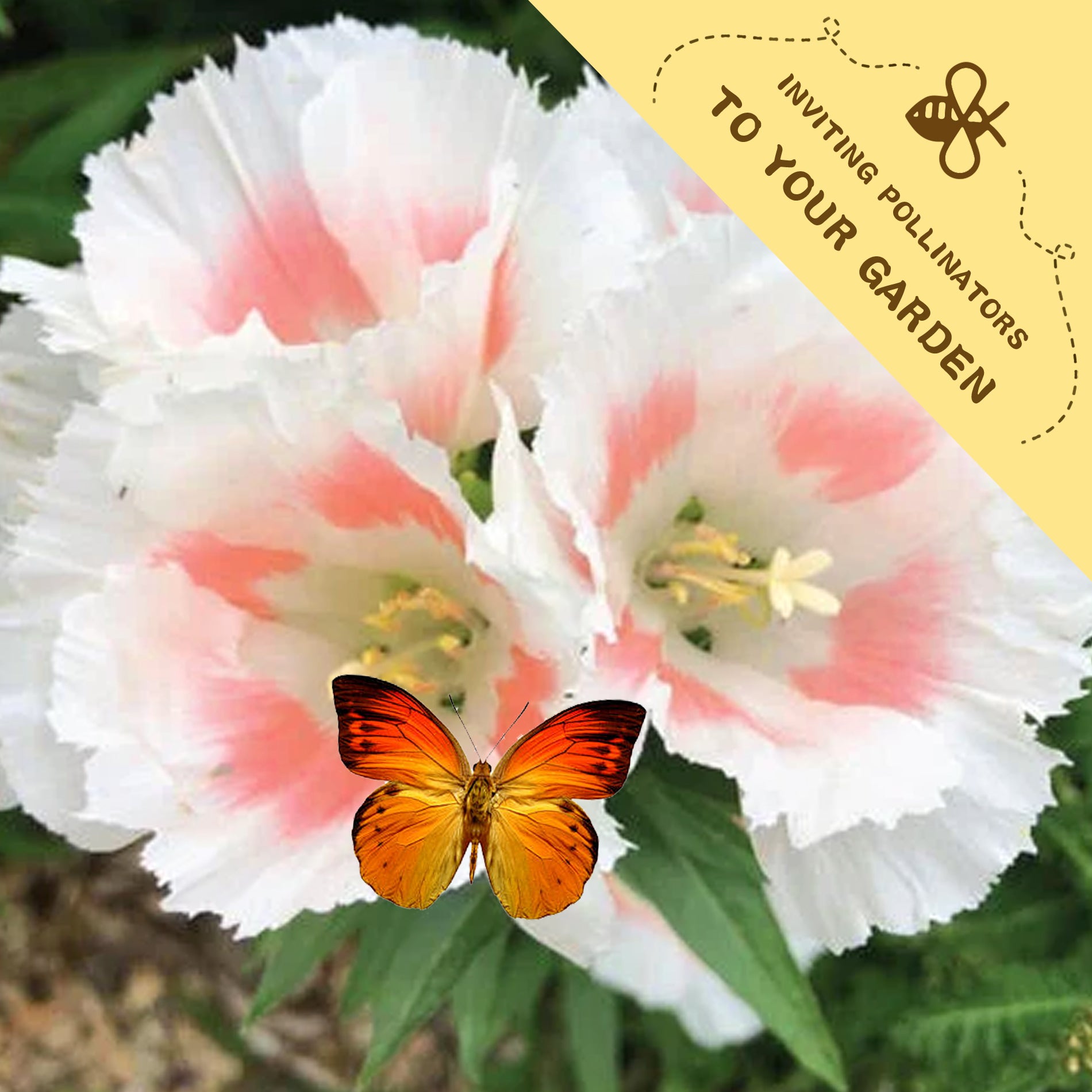 White and pink flowers with a butterfly on a green background, featuring text inviting pollinators to the garden.Mountain Garland Clarkia Seeds
