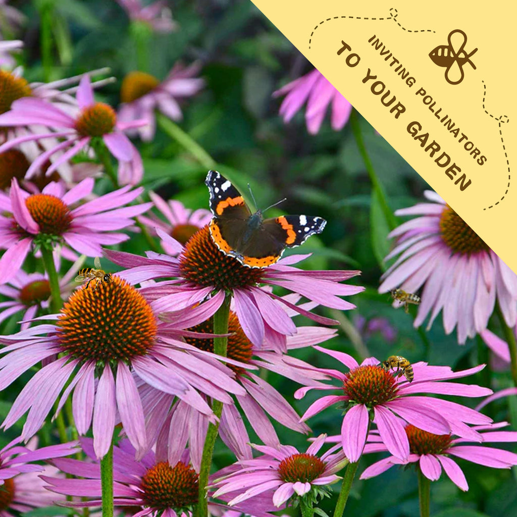 Coneflower Echinacea Seeds.Butterfly on pink flowers with a yellow label inviting pollinators to the garden.