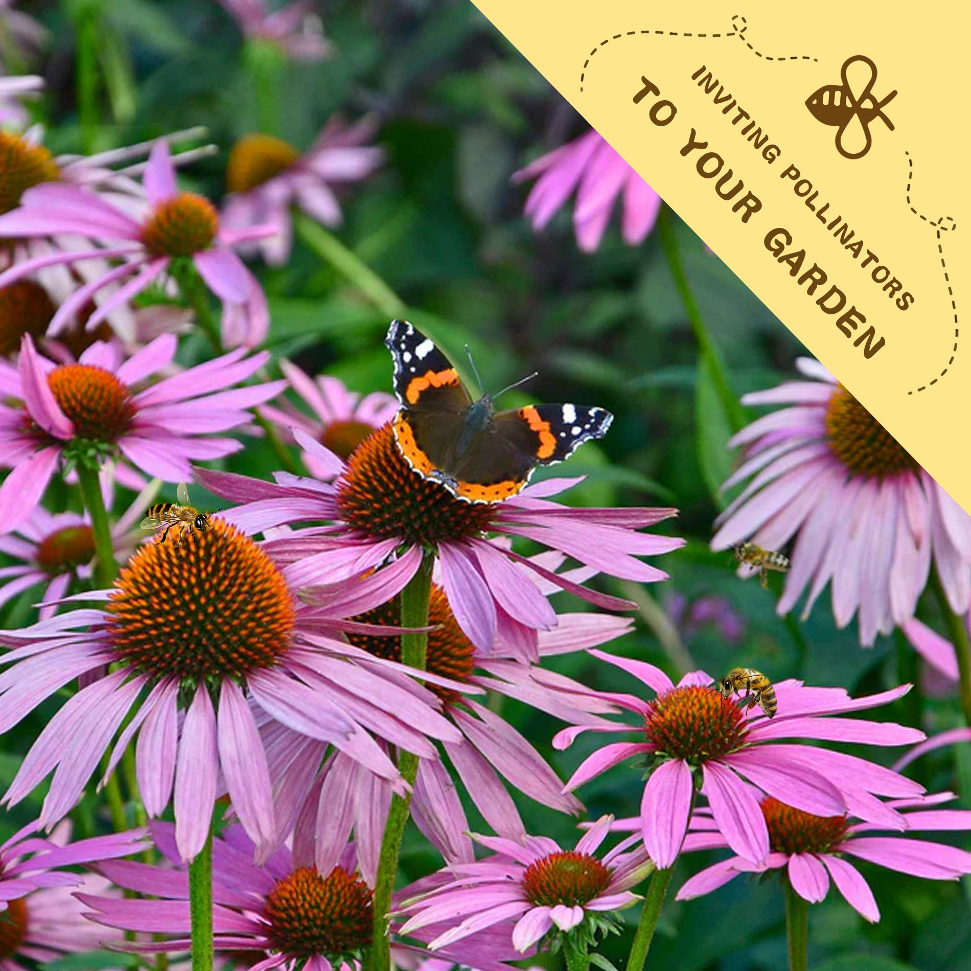 Coneflower Echinacea Seeds.Butterfly on pink flowers with a yellow label inviting pollinators to the garden.