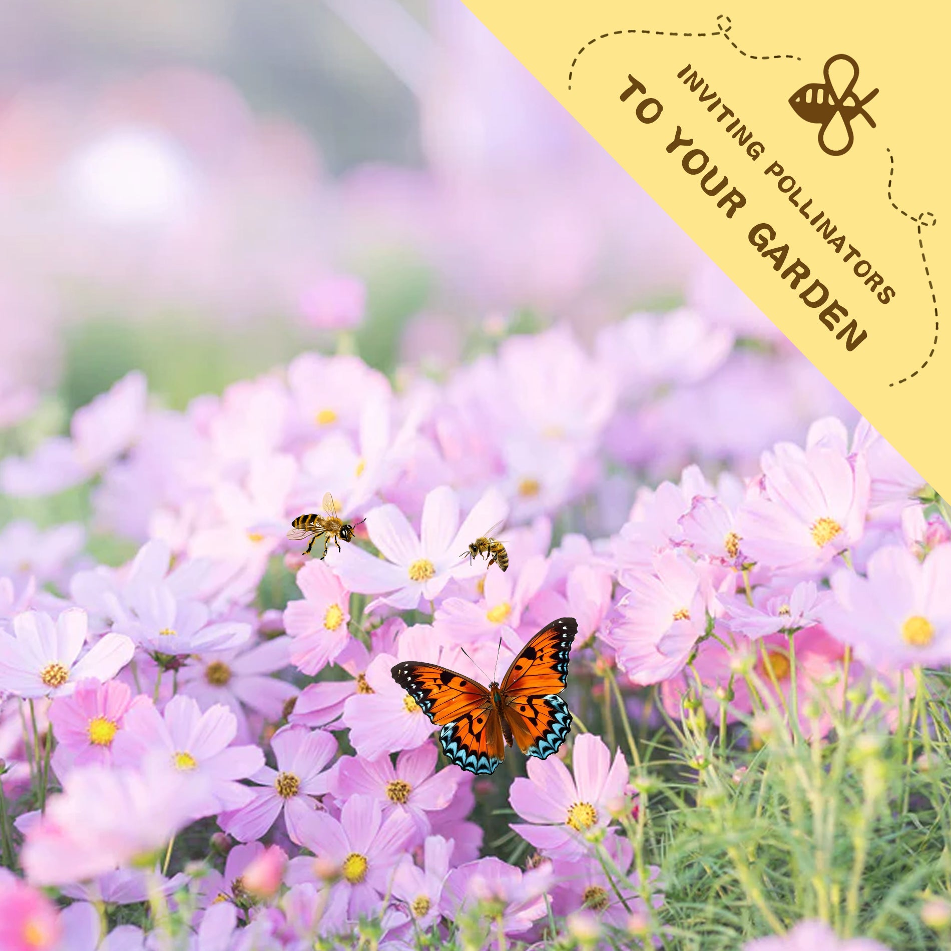 Mexican Aster Cosmos Seeds.Butterfly on pink flowers with a bee and text inviting pollinators to your garden.