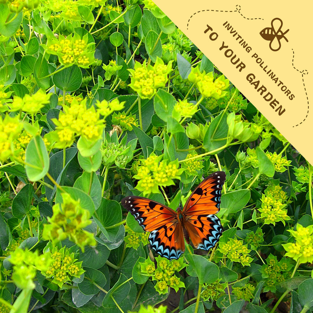 Butterfly on green foliage with a label inviting pollinators to the garde.Green Gold Hare's Ear Filler Bupleurum Seeds