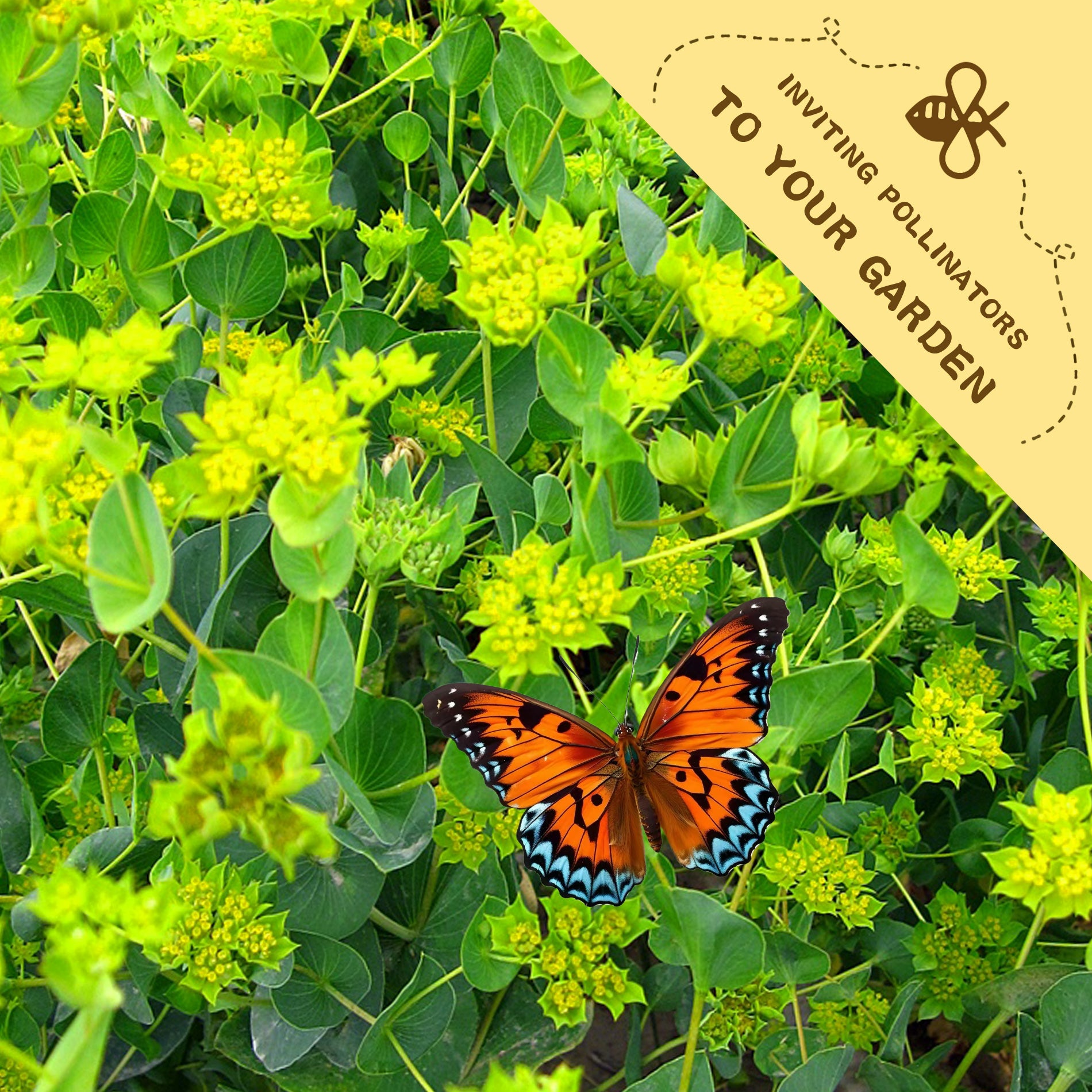 Butterfly on green foliage with a label inviting pollinators to the garde.Green Gold Hare's Ear Filler Bupleurum Seeds