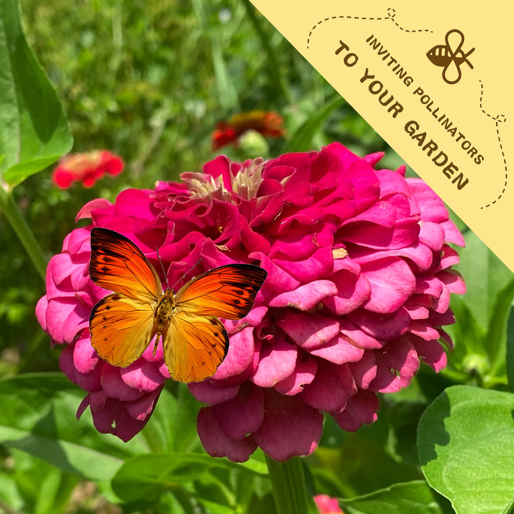 Zinnia Seeds Elegant Cut & Come Again Butterfly on a pink flower with a yellow banner inviting pollinators to the garden.