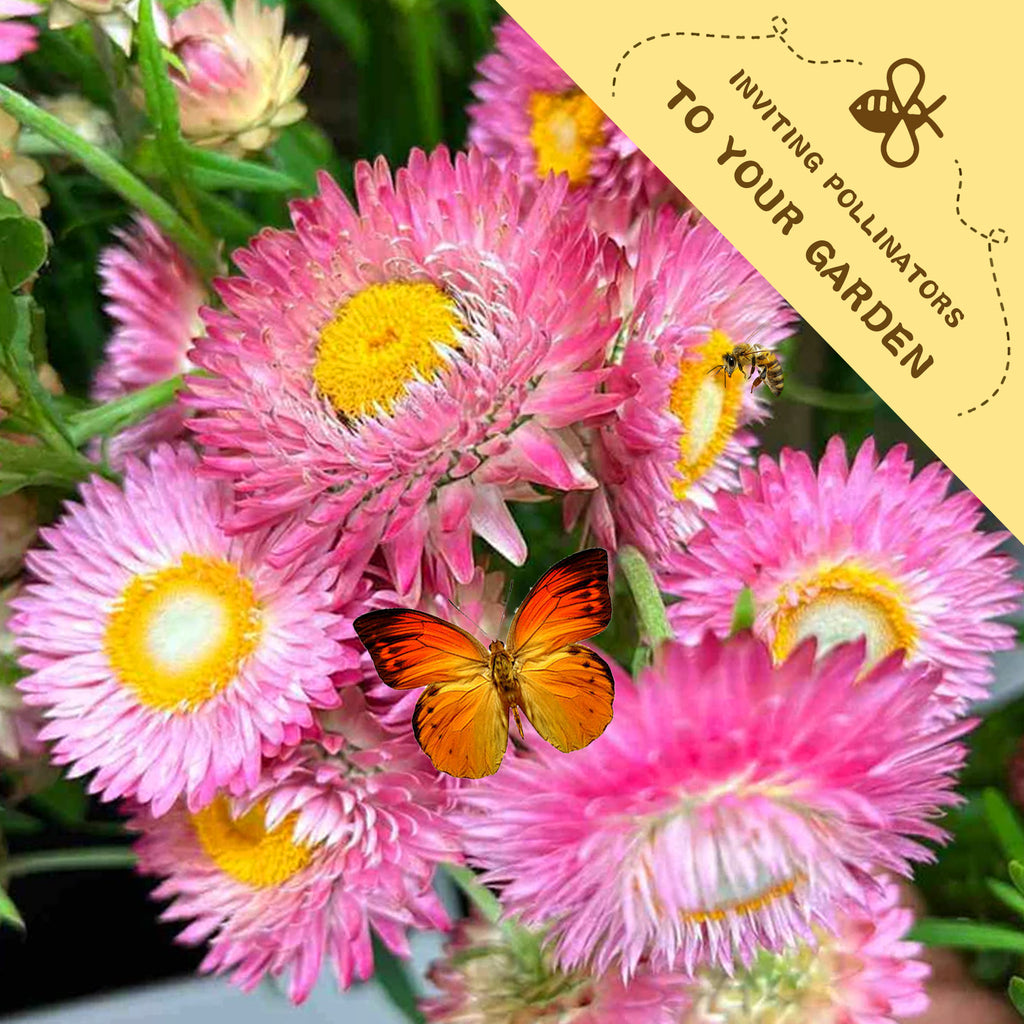Everlasting Flower Strawflower Seeds Pink flowers with a butterfly and a bee, accompanied by text inviting pollinators to a garden.