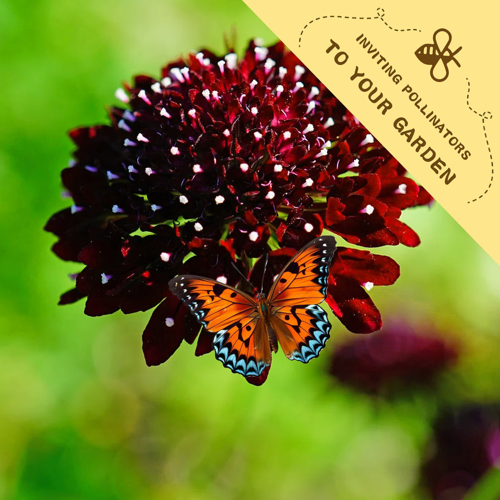 Butterfly on a Pincushion Flower Scabiosa Seeds dark red flower with a yellow banner inviting pollinators to the garden.