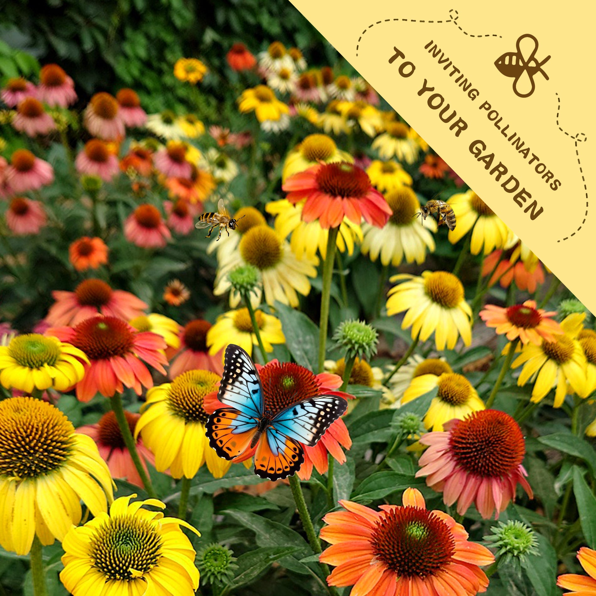 Colorful flowers with a butterfly and bees, promoting pollinators in a garden setting.Coneflower Echinacea Seeds