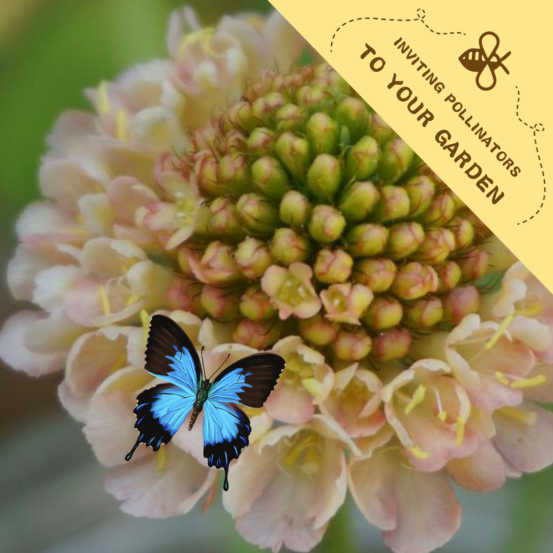 Butterfly on a Pincushion Flower Scabiosa Seeds pink flower with a yellow banner inviting pollinators to the garden.