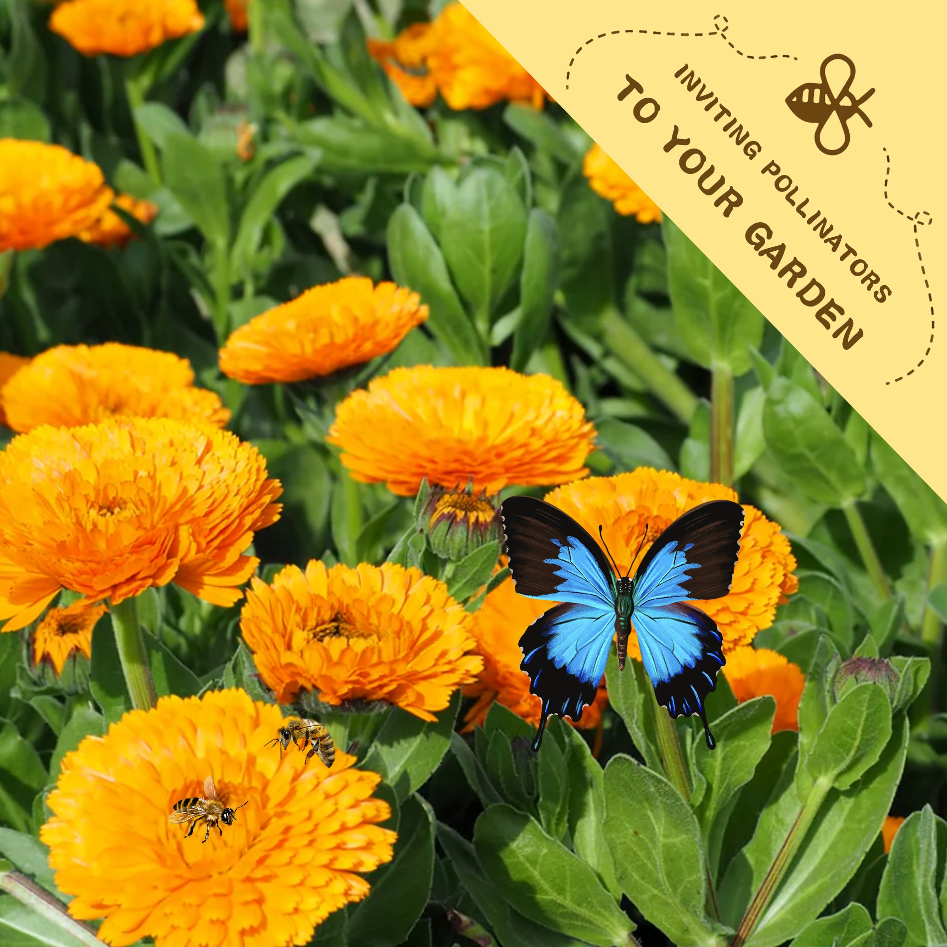 Pot Marigold Calendula Seeds Orange flowers with a blue butterfly and bees, accompanied by a 'Inviting Pollinators to Your Garden' label.