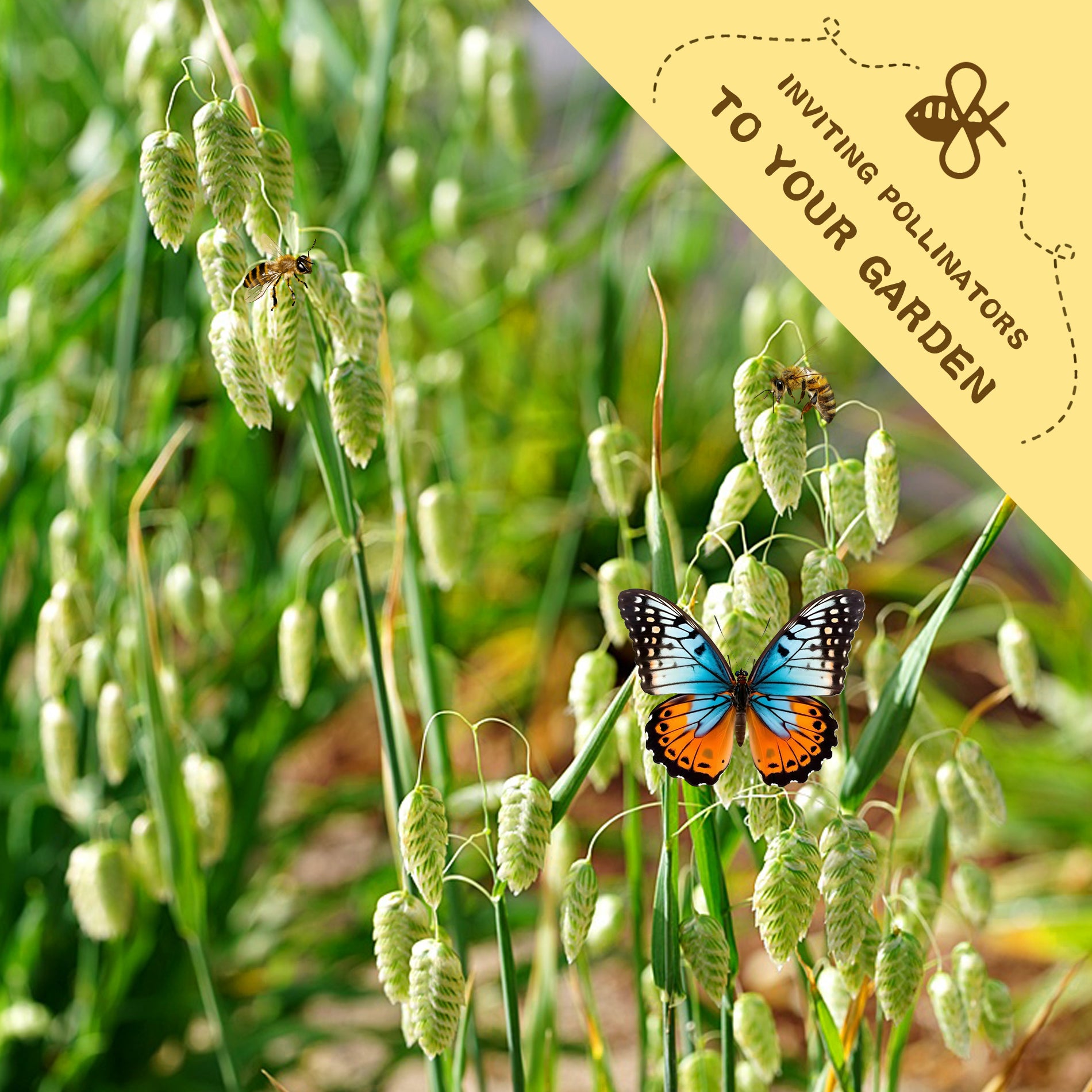 Butterfly on green plants with a label inviting pollinators to your garden. Greater Quaking Grass Ornamental Grass Seeds