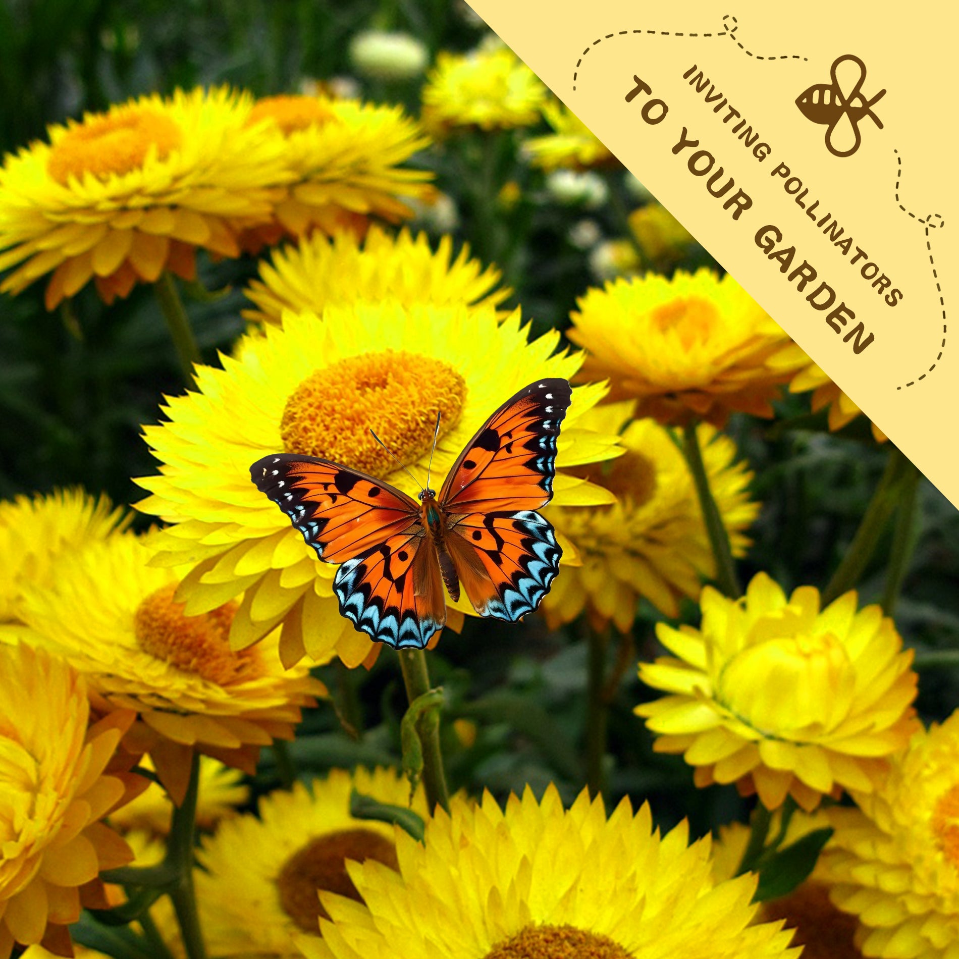 Butterfly on a Everlasting Flower Strawflower Seeds yellow flower with a banner inviting pollinators to the garden.