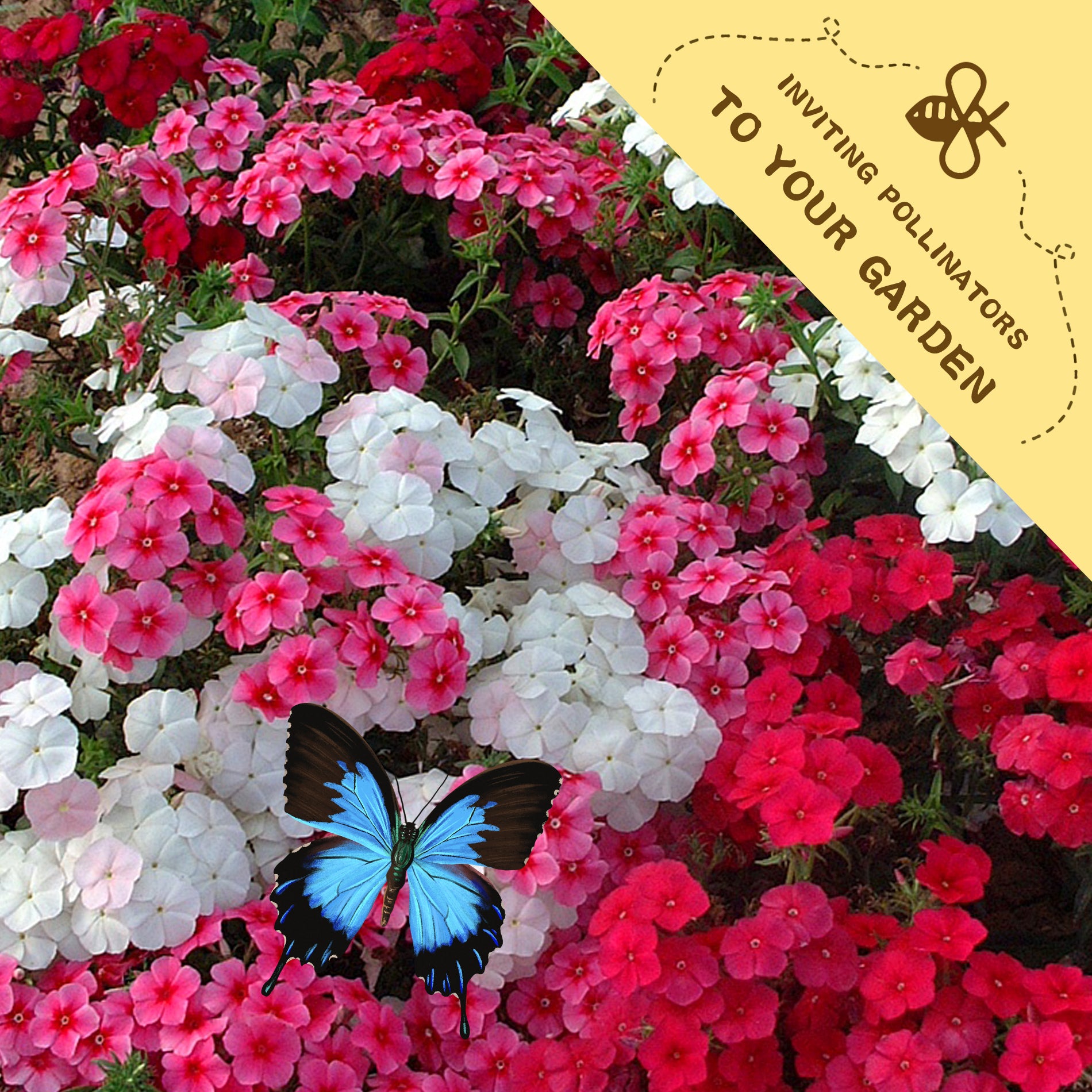 Annual Drummondii Phlox Seeds Colorful flowers with a butterfly and a label inviting pollinators to the garden.