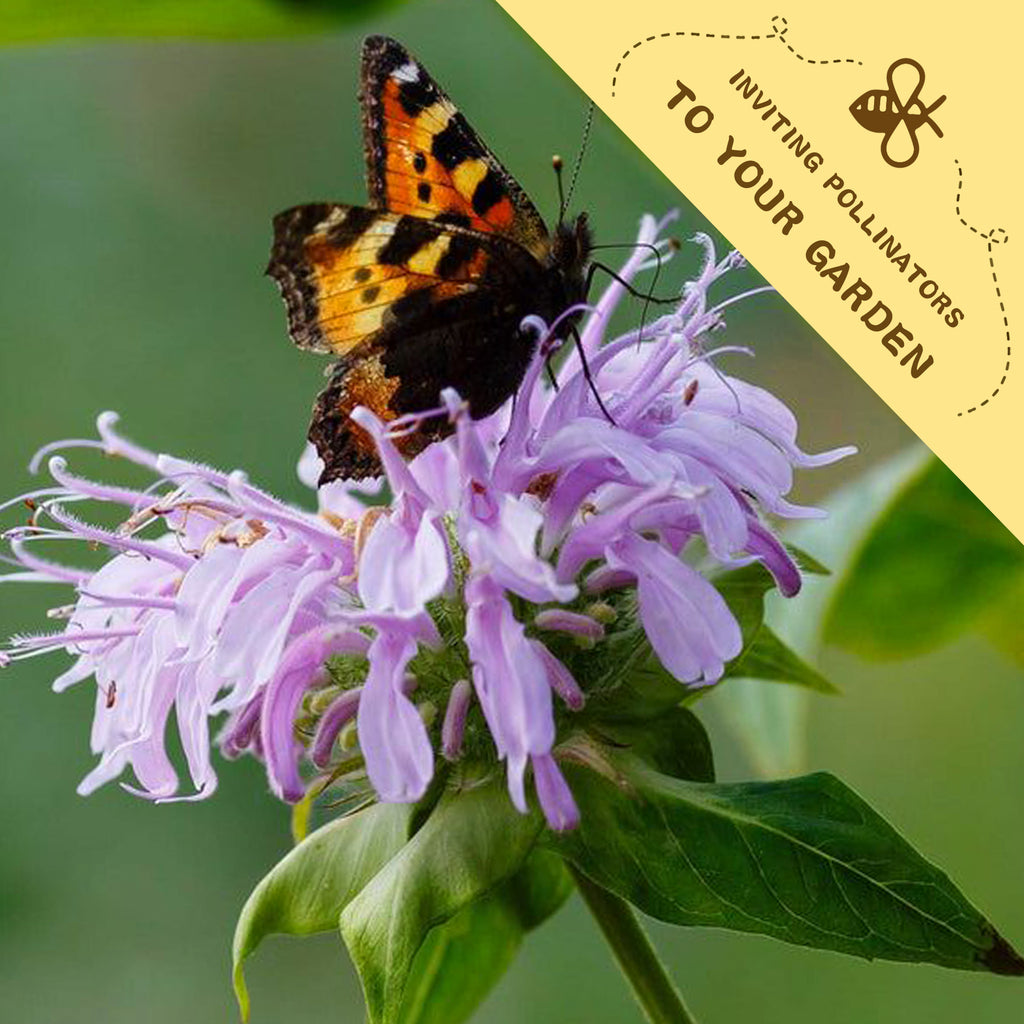 Butterfly on a Bee Balm Bergamot Monarda Seeds purple flower with a gardening invitation graphic in the corner.