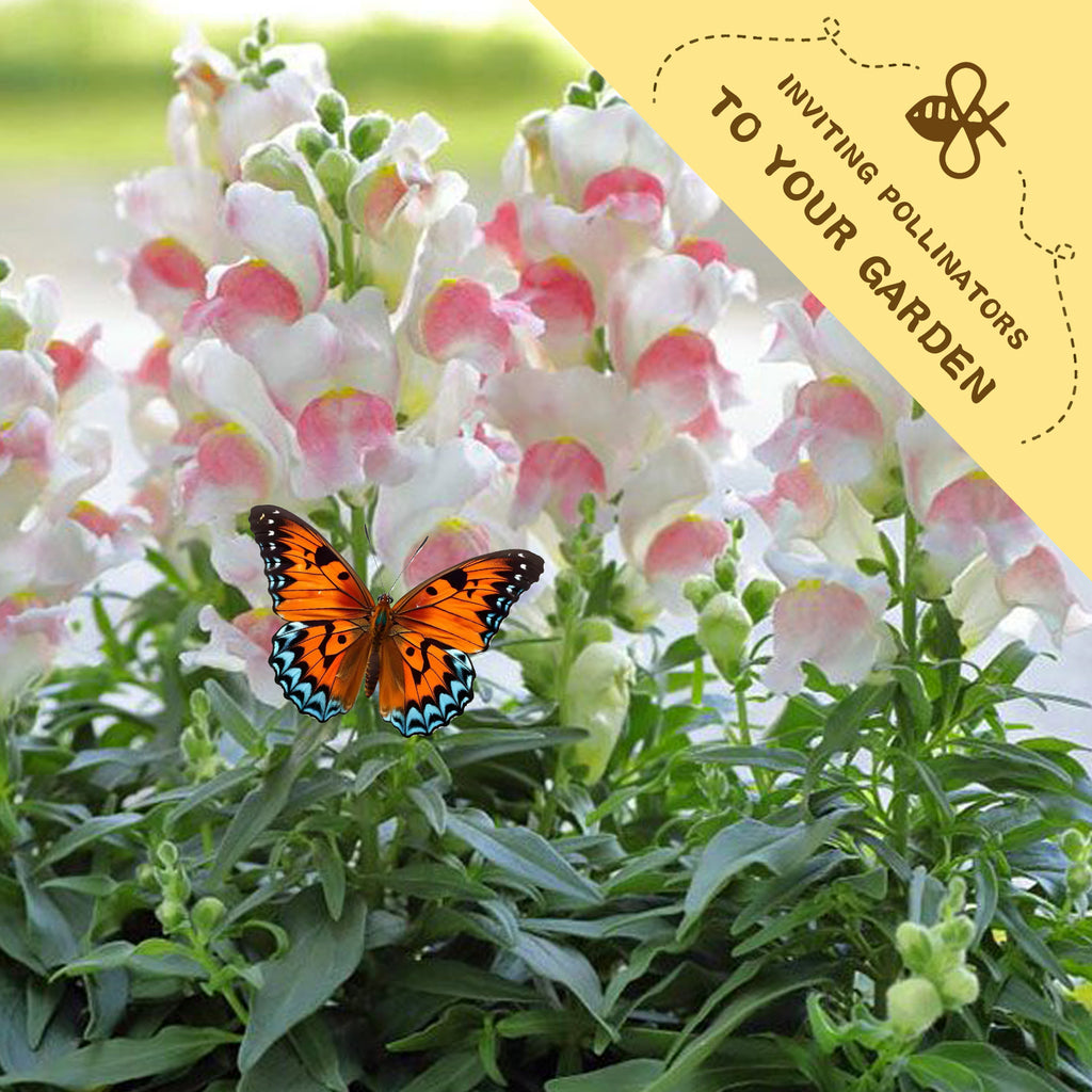 Butterfly on Tall Antirrhinum Snapdragon Seeds pink and white flowers with a label inviting pollinators to your garden.