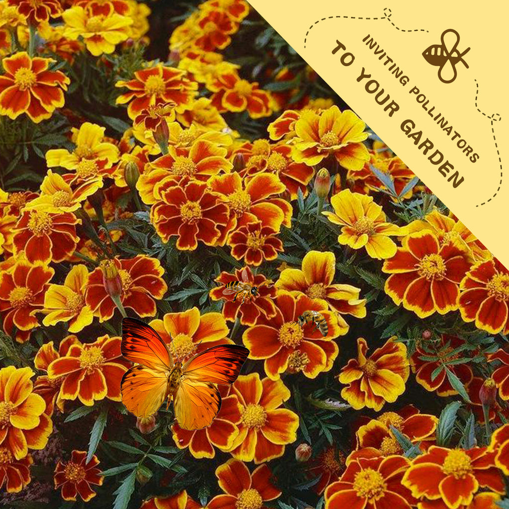 Queen Sophia Marigold Seeds Bouquet of red and yellow marigold flowers with a bee icon and text inviting pollinators to a garden.