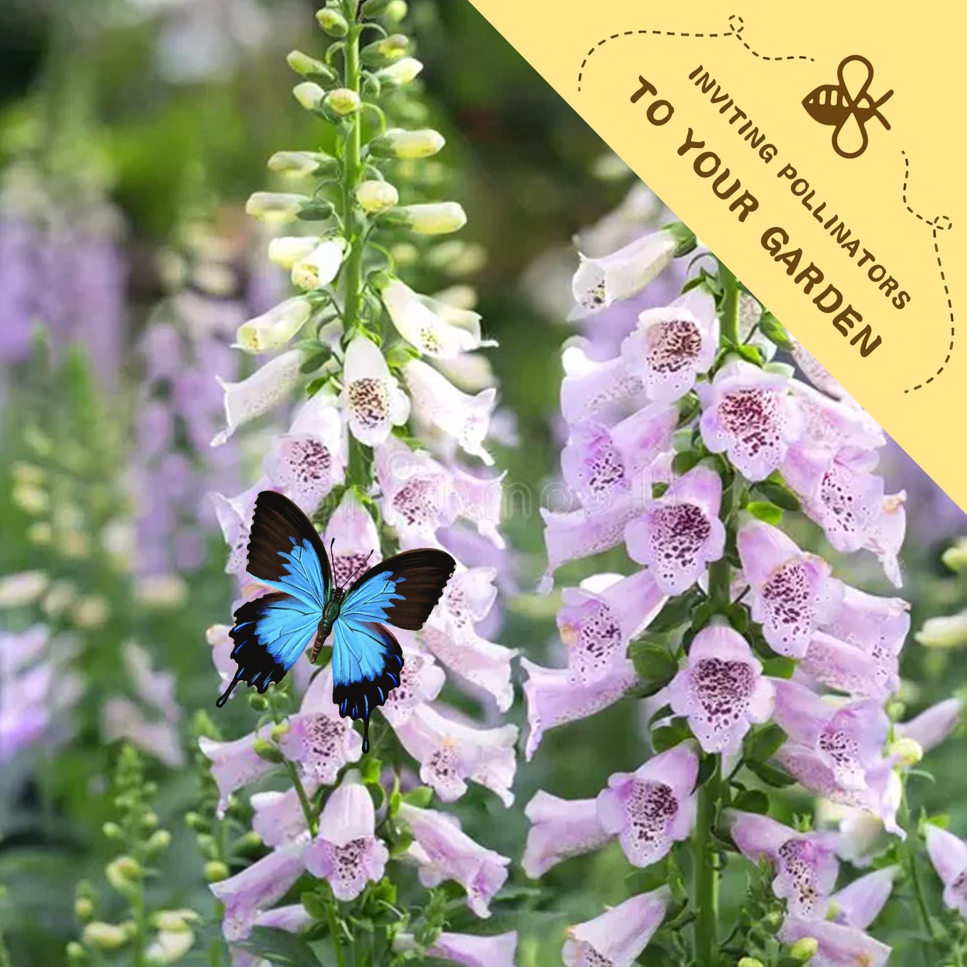 Butterfly on pink flowers with a yellow banner inviting pollinators to the garden.Foxglove Spires Digitalis Seeds