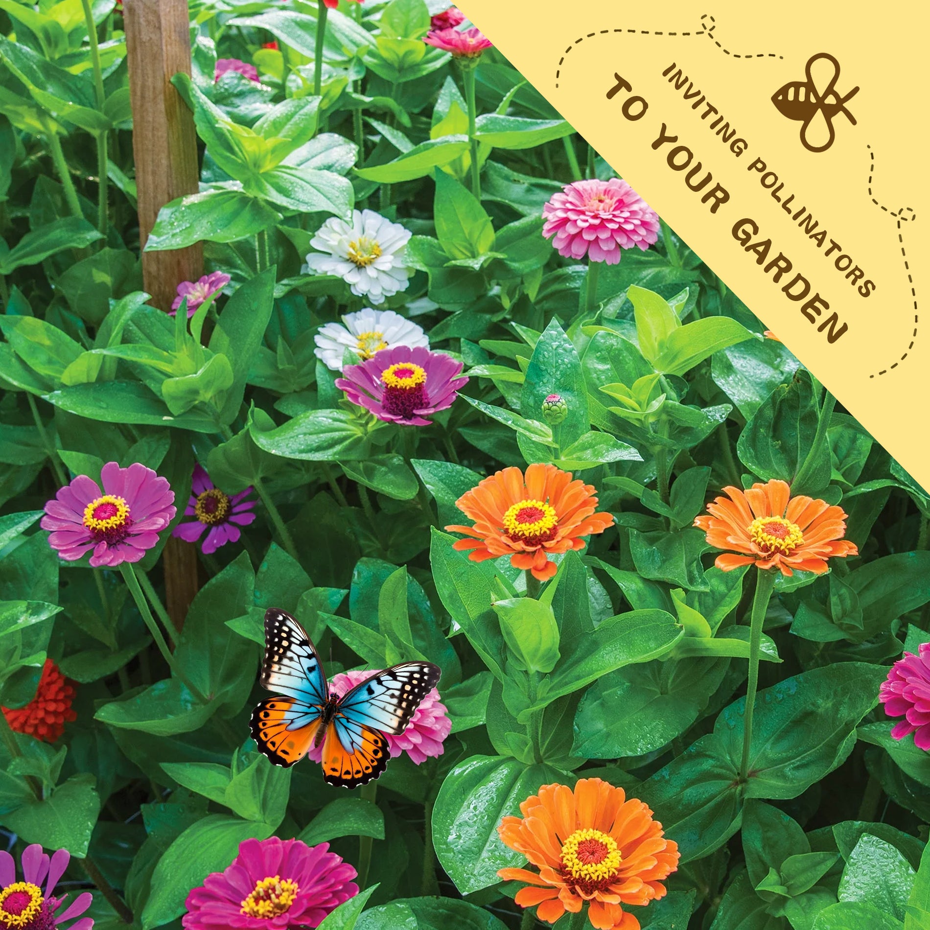 Elegant Cut & Come Again Zinnia Seeds Colorful flowers with a butterfly in a garden setting, featuring text inviting pollinators to the garden.