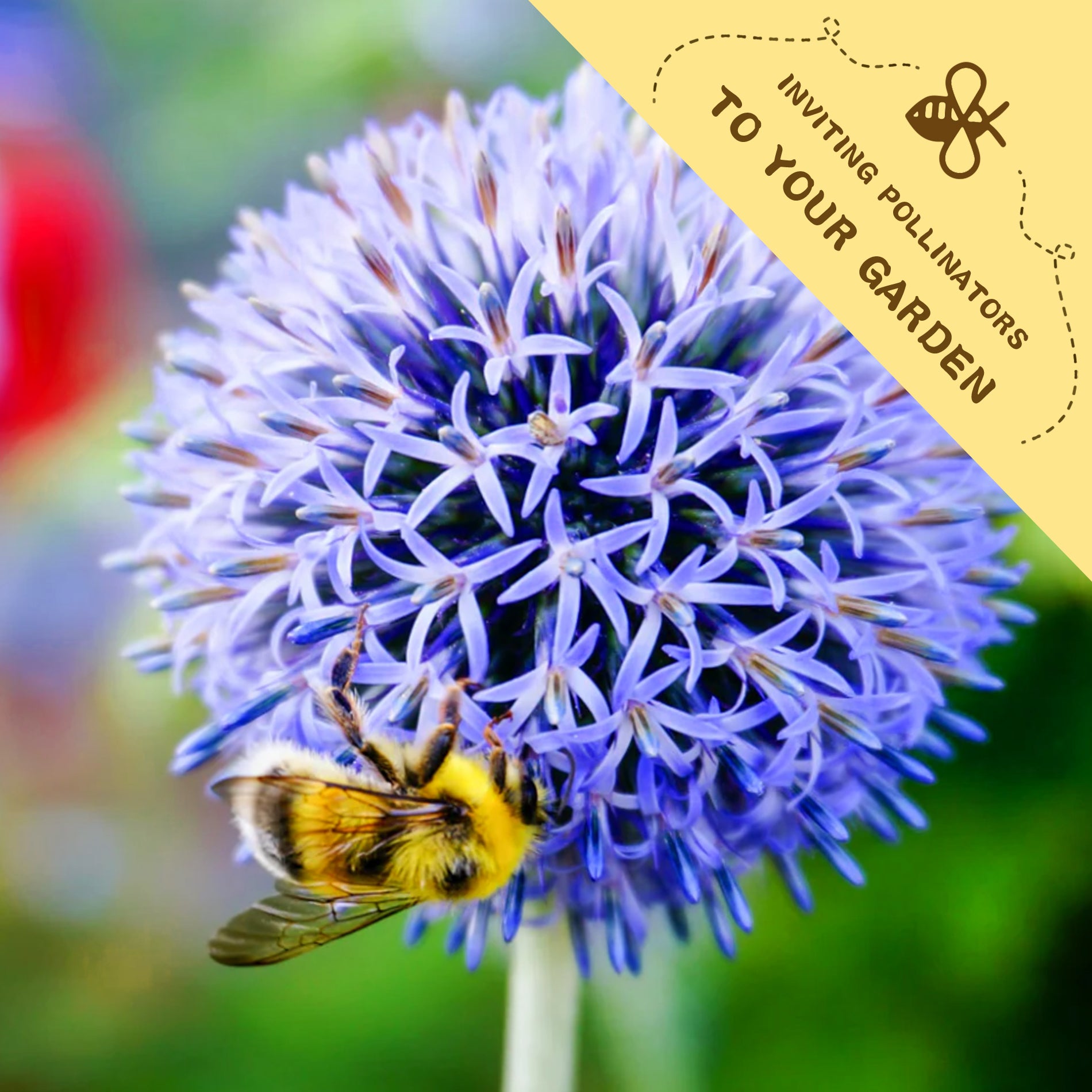 Bee on a purple flower with a yellow banner inviting pollinators to the garden.Globe Thistle Steel Blue Echinops Seeds