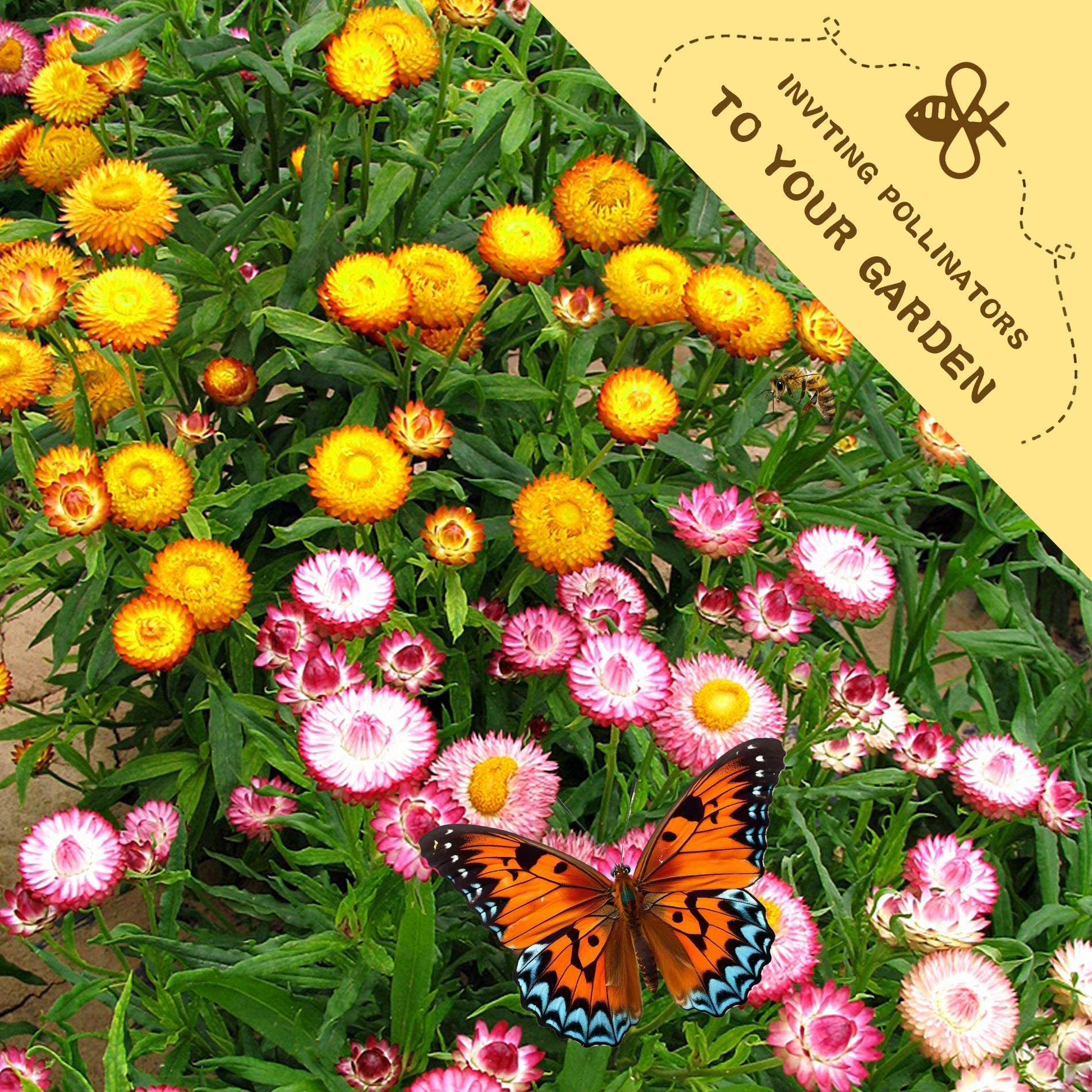 Everlasting Flower Strawflower Seeds Colorful flowers with a butterfly and a label inviting pollinators to the garden.