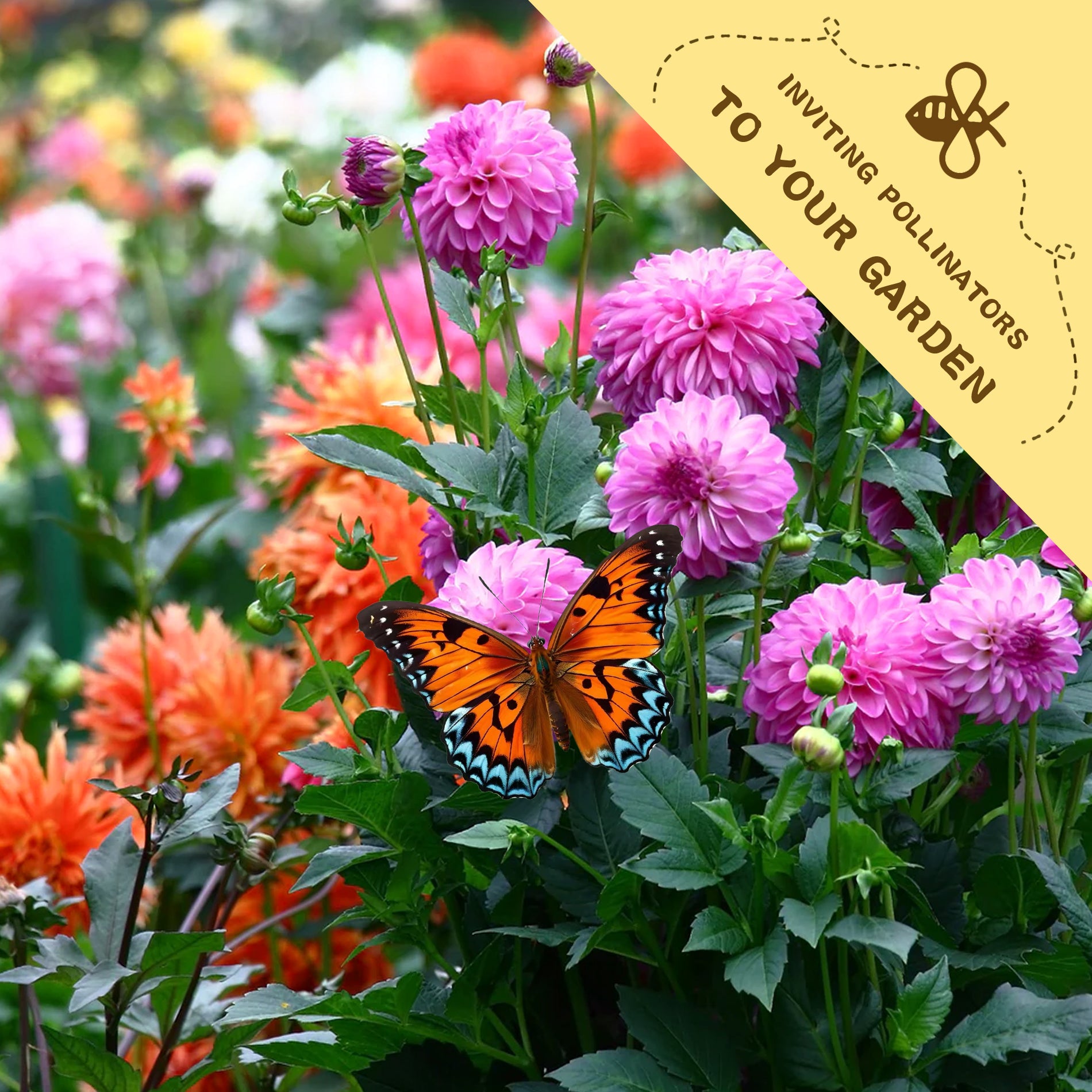 Figaro Double Flower Dahlia Seeds Mix Colors Colorful flowers with a butterfly and a label inviting pollinators to the garden.