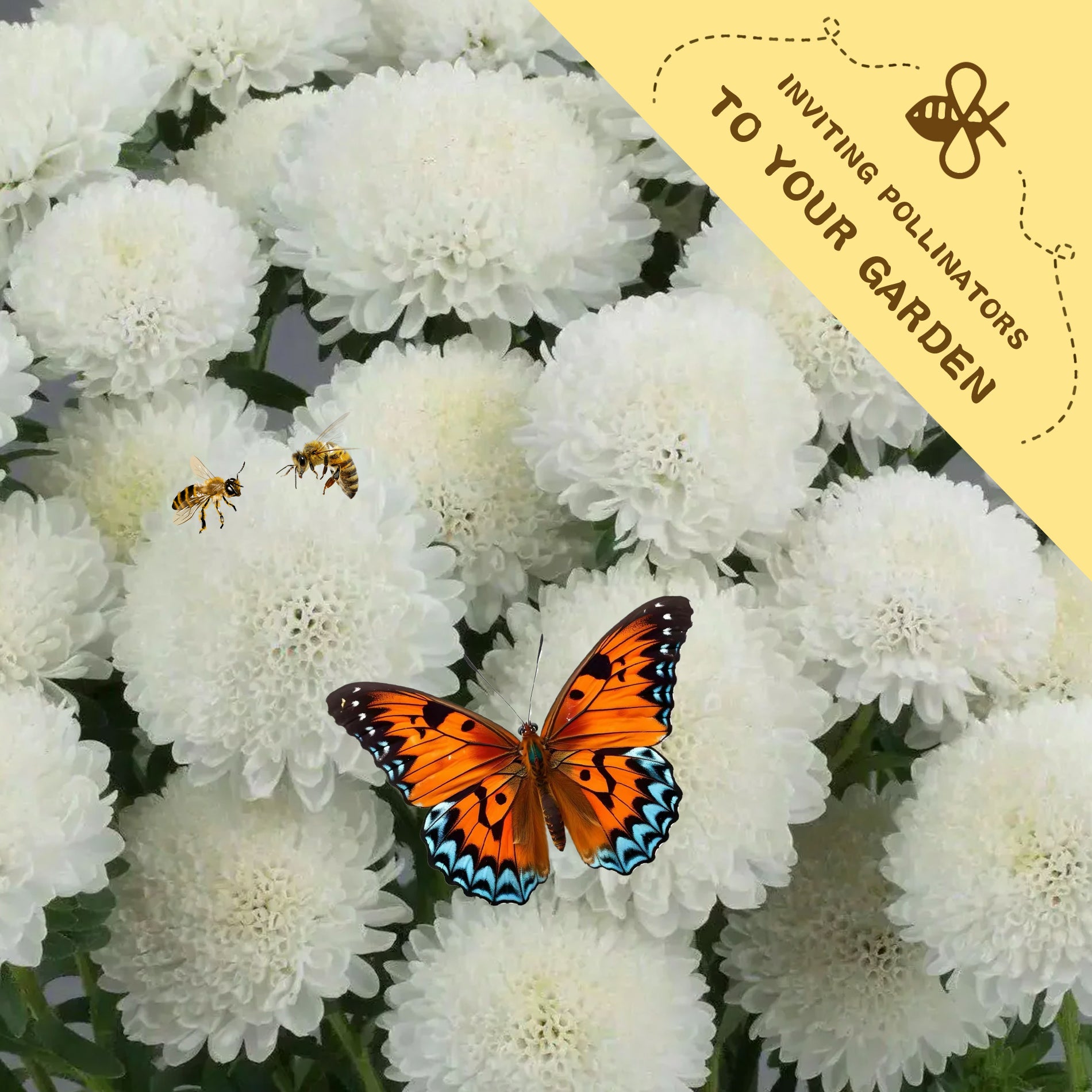 ❁aya❁ Aster Seeds 200Pcs - Professional Cut Variety – GREENPULSE GARDEN