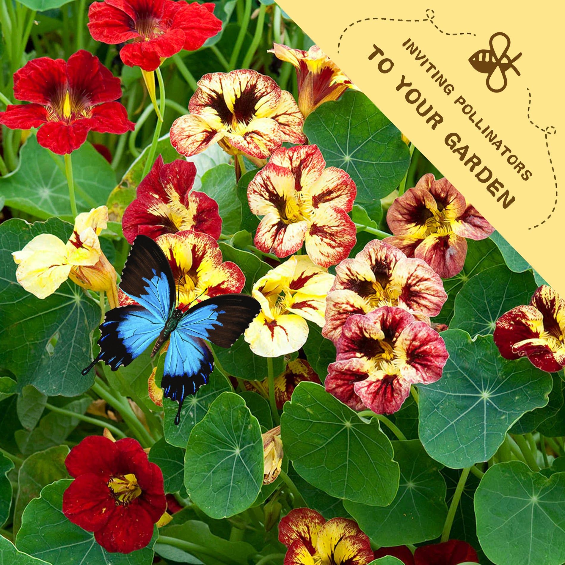 Indian Cress Nasturtium Seeds Colorful flowers with a butterfly and a label inviting pollinators to the garden.
