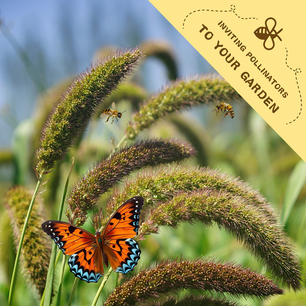 Butterfly on grass with bees and text inviting pollinators to a garden.Highlander Ornamental Grass Seeds