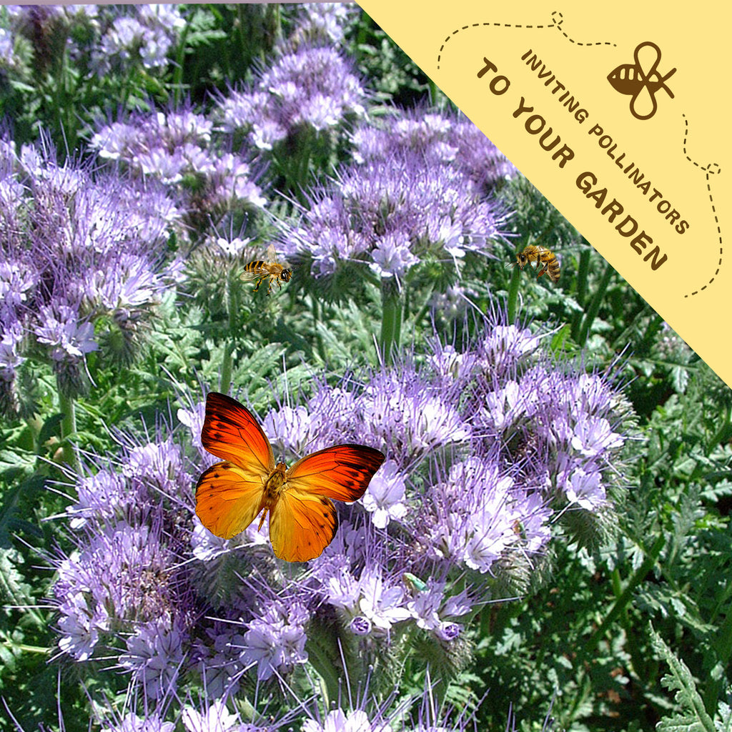 Butterfly on purple Phacelia Seeds flowers with a yellow banner inviting pollinators to the garden.