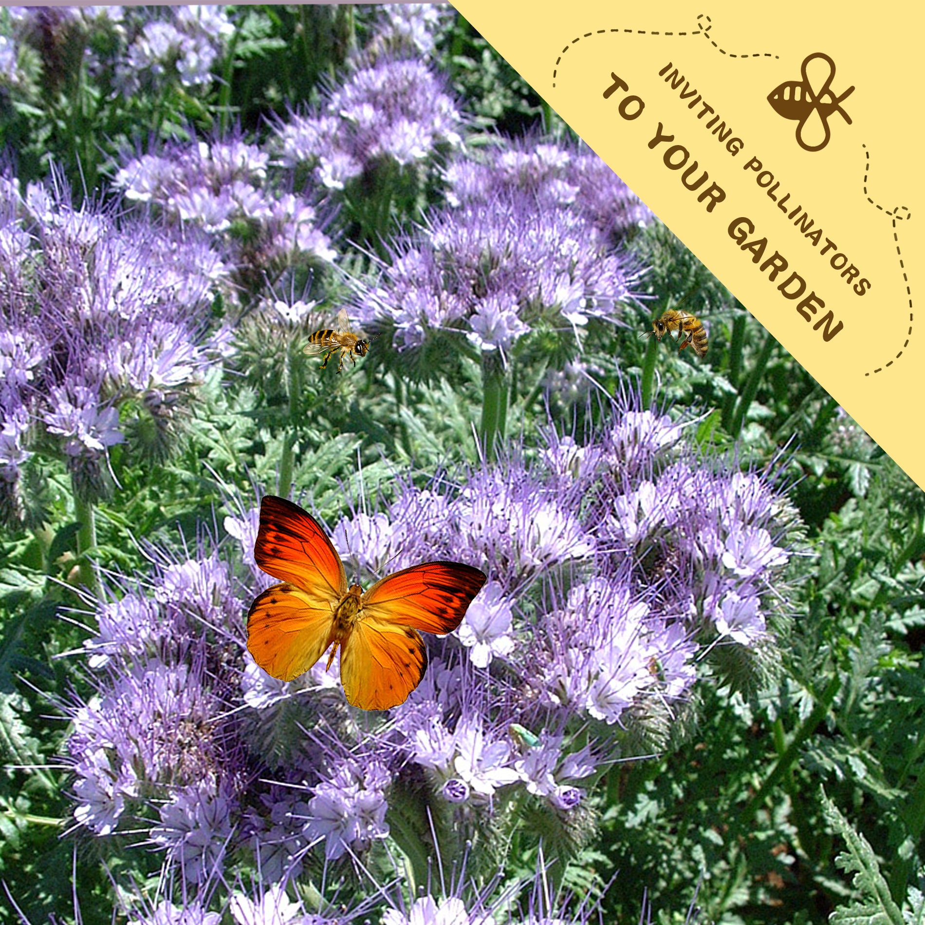 Butterfly on purple Phacelia Seeds flowers with a yellow banner inviting pollinators to the garden.