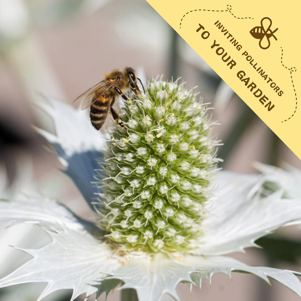 Bee on a flower with a yellow banner inviting pollinators to your garden.Sea Holly Thistle Eryngium Seeds